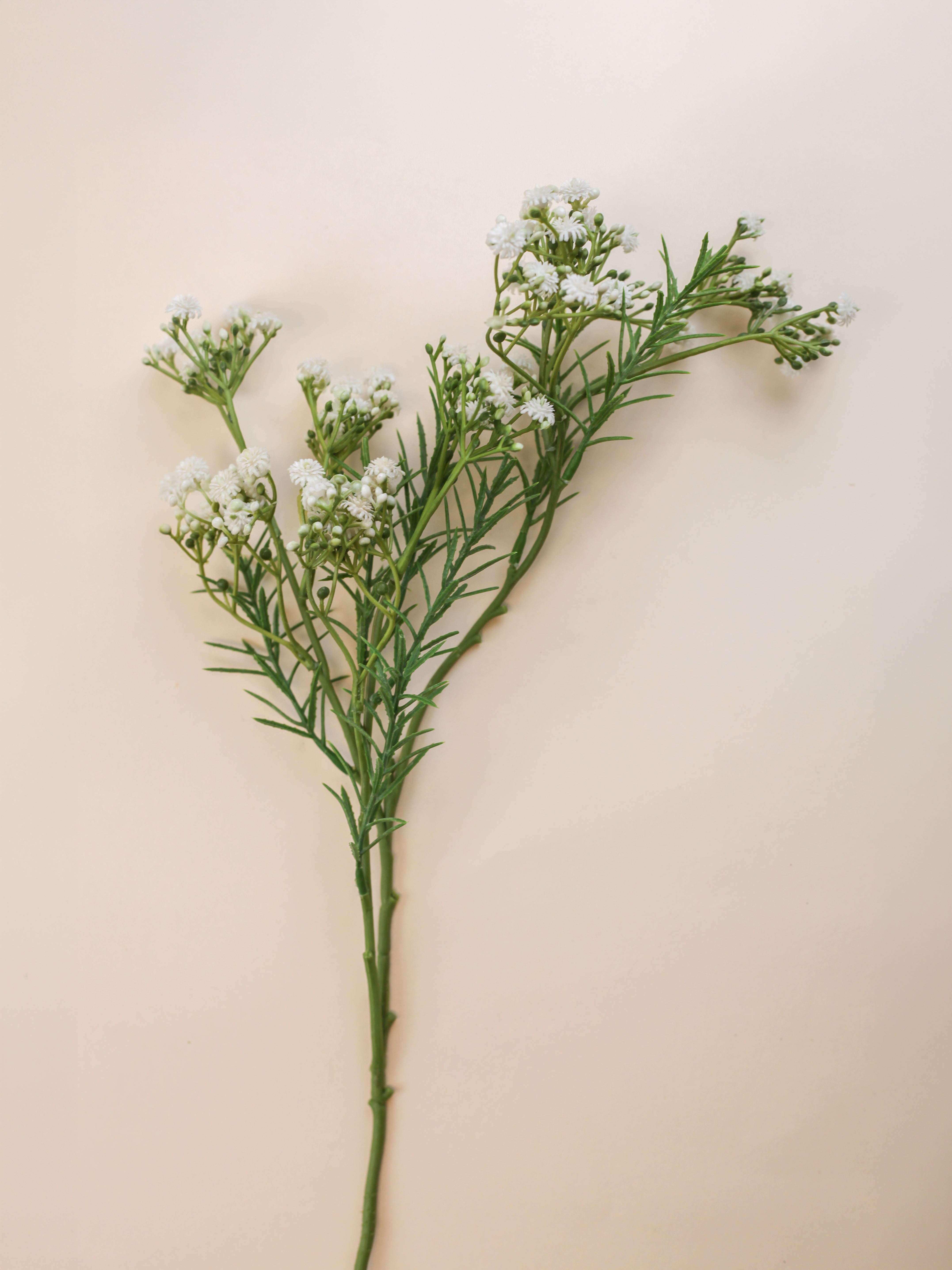 Thyme Baby's Breath