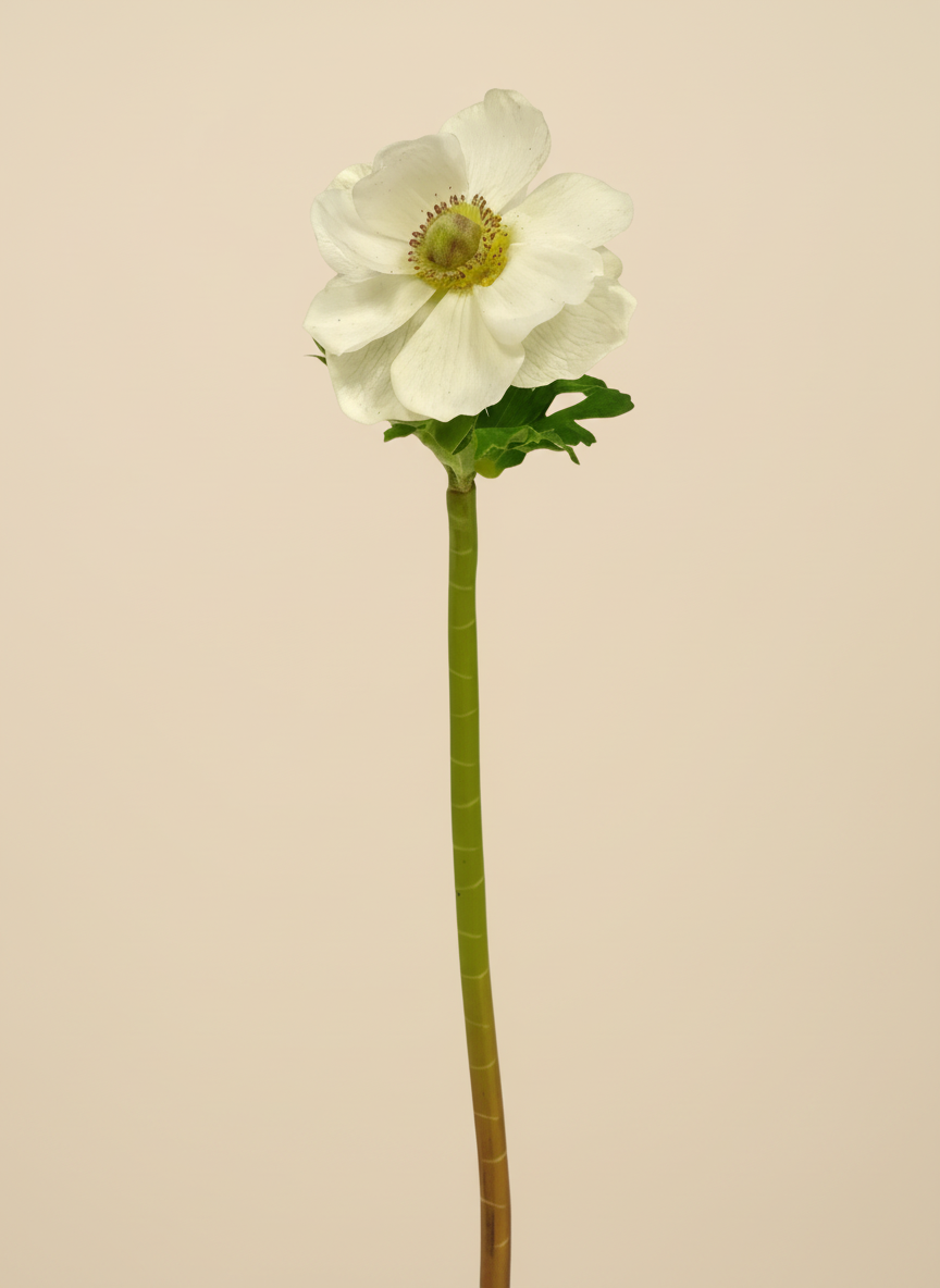 Real Touch Anemone 15.5" - Two-Tone White