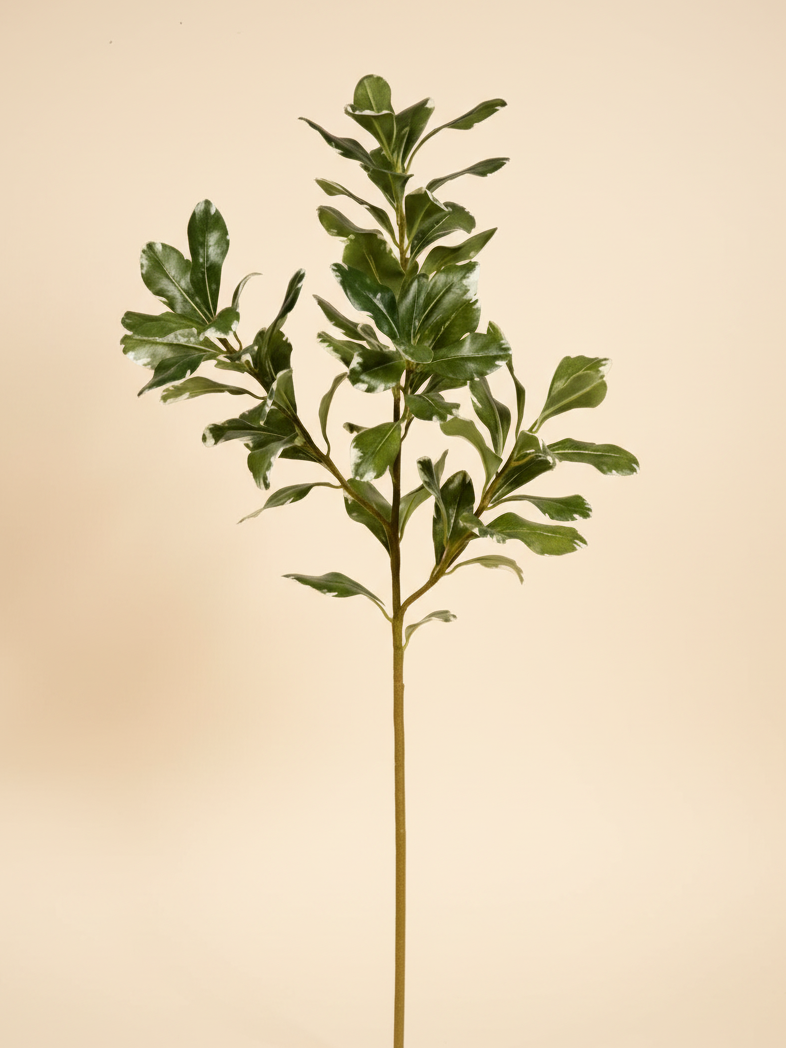 Pittosporum 25.5"
