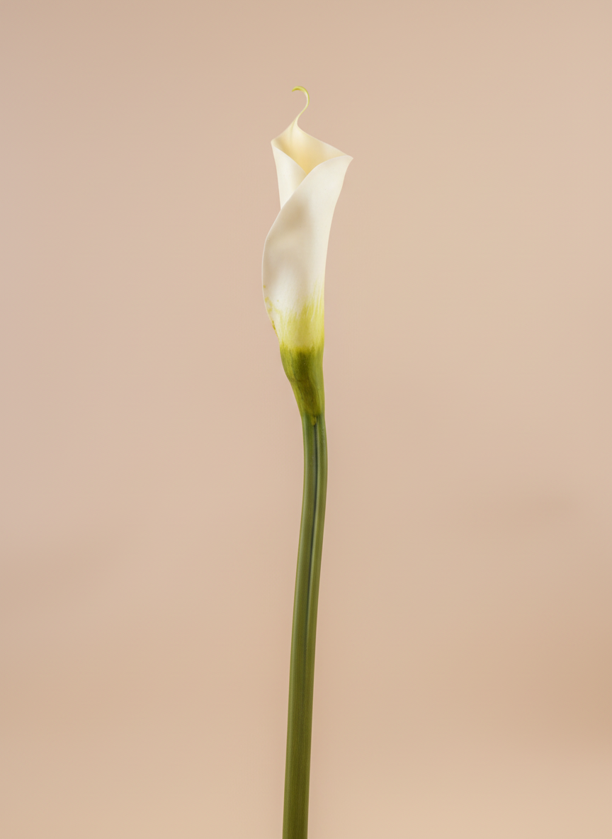 Real Touch Giant Calla Lily Bud 28"