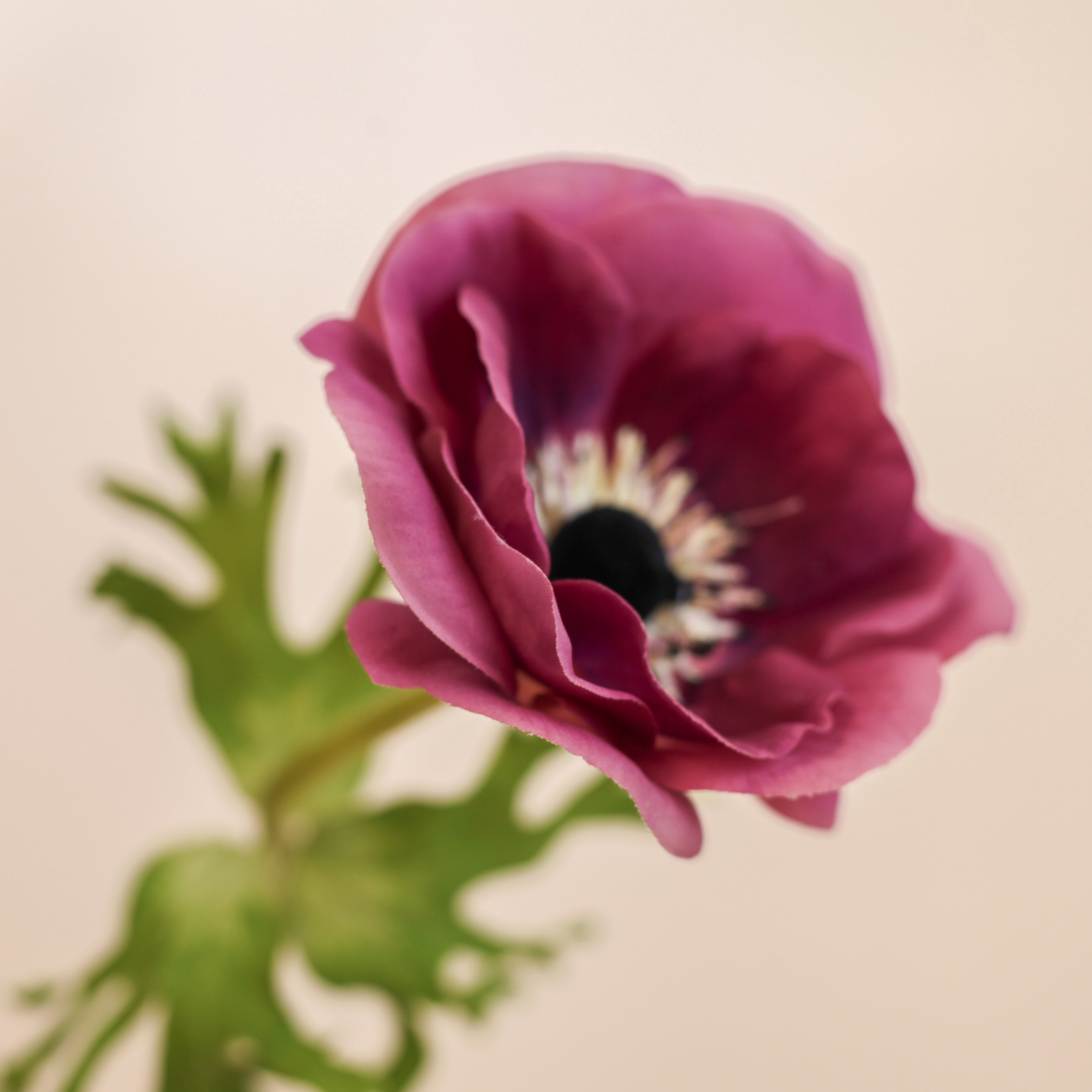 Real Touch Mother Poppy Anemone - Purple