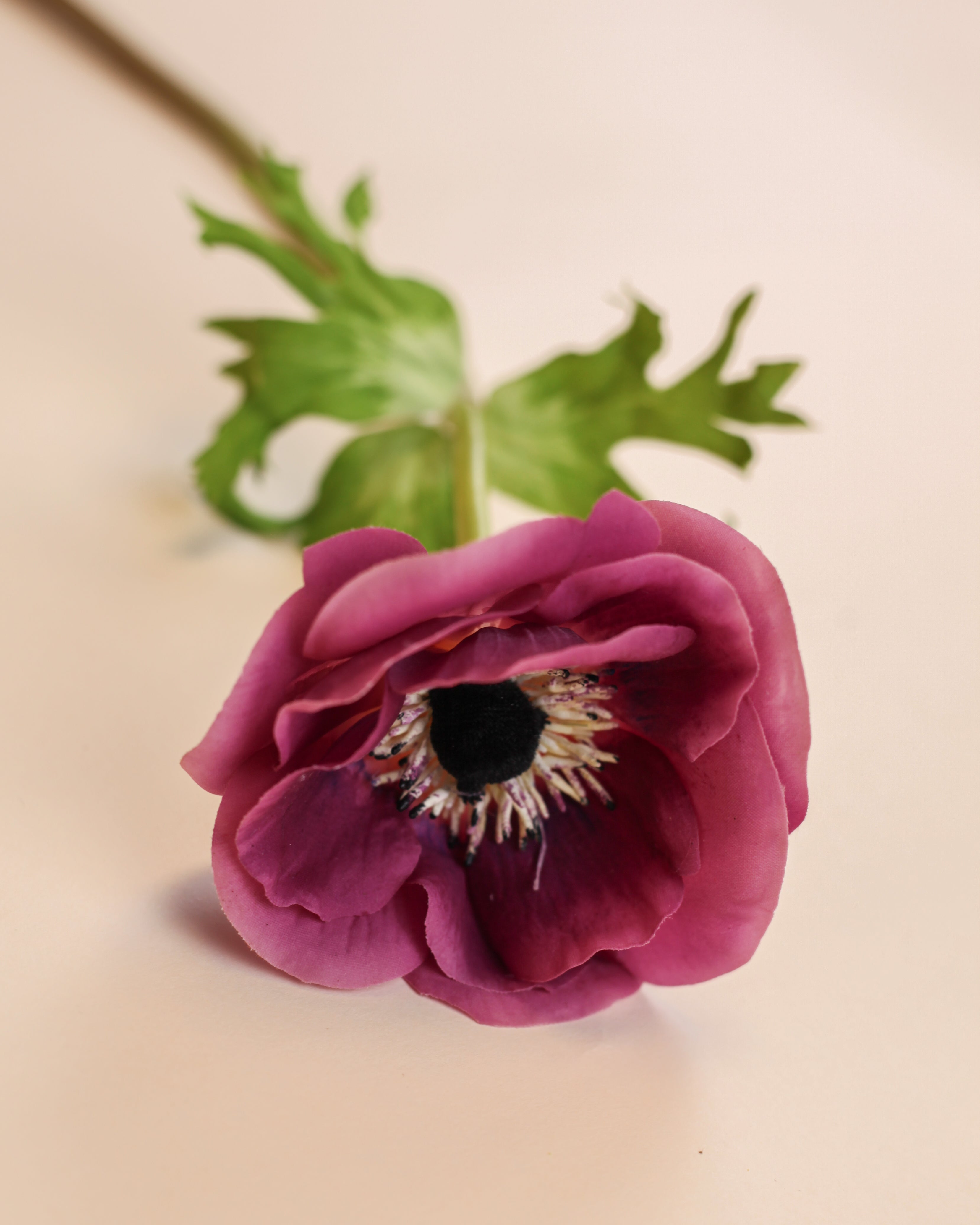 Mother Poppy Anemone - Purple
