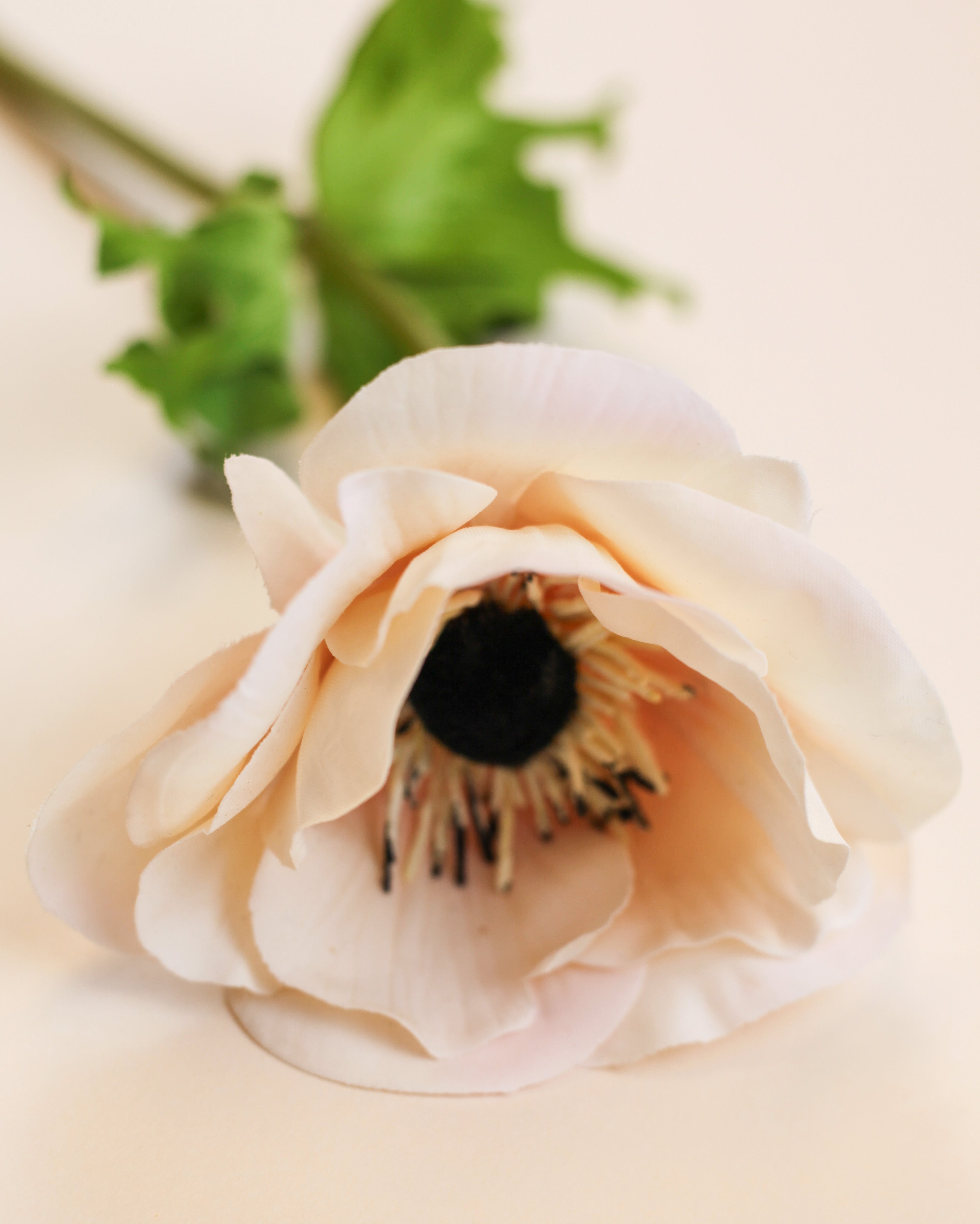 Real Touch Anemone - Cream Wine