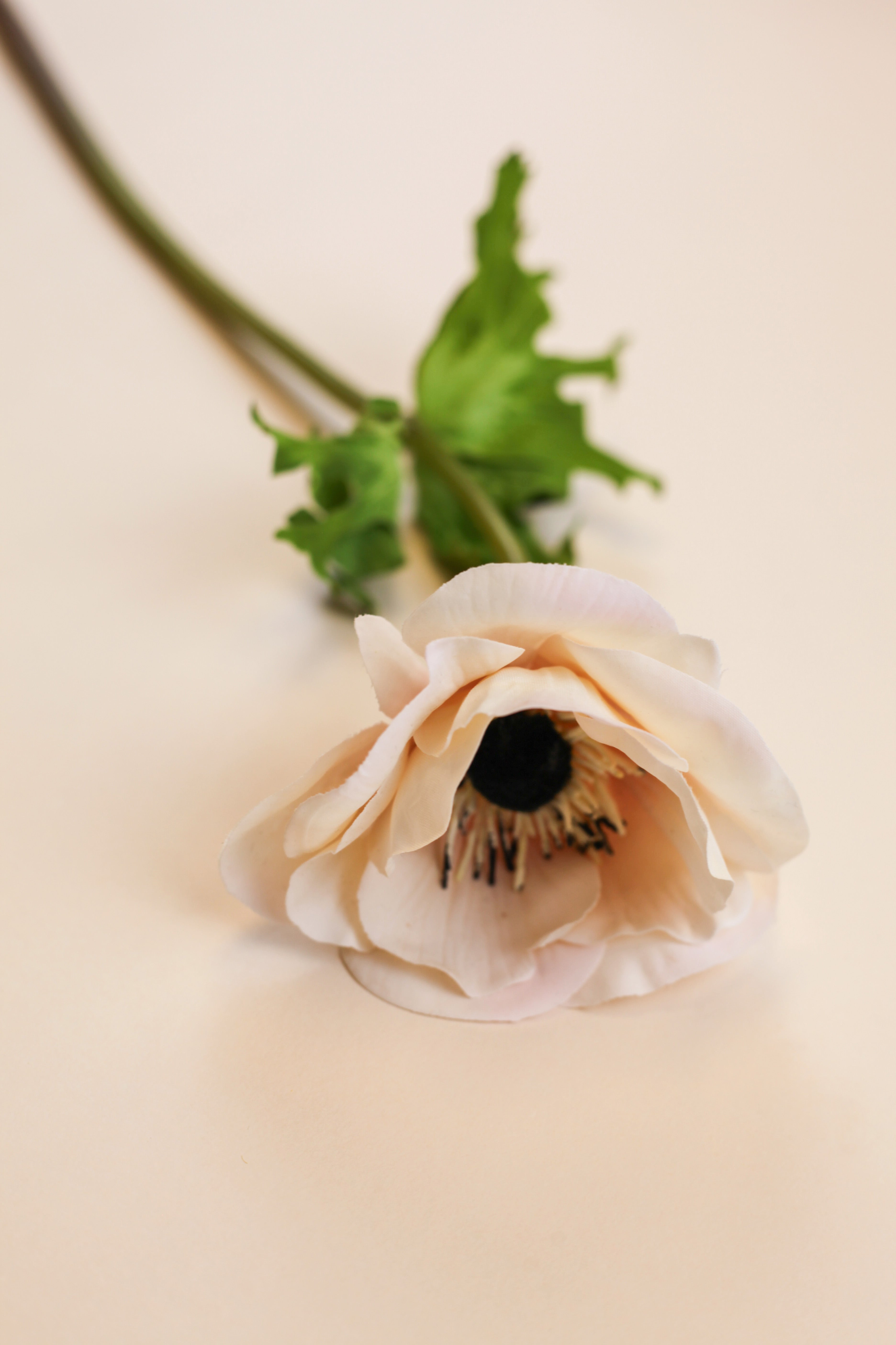 Real Touch Anemone - Cream Wine