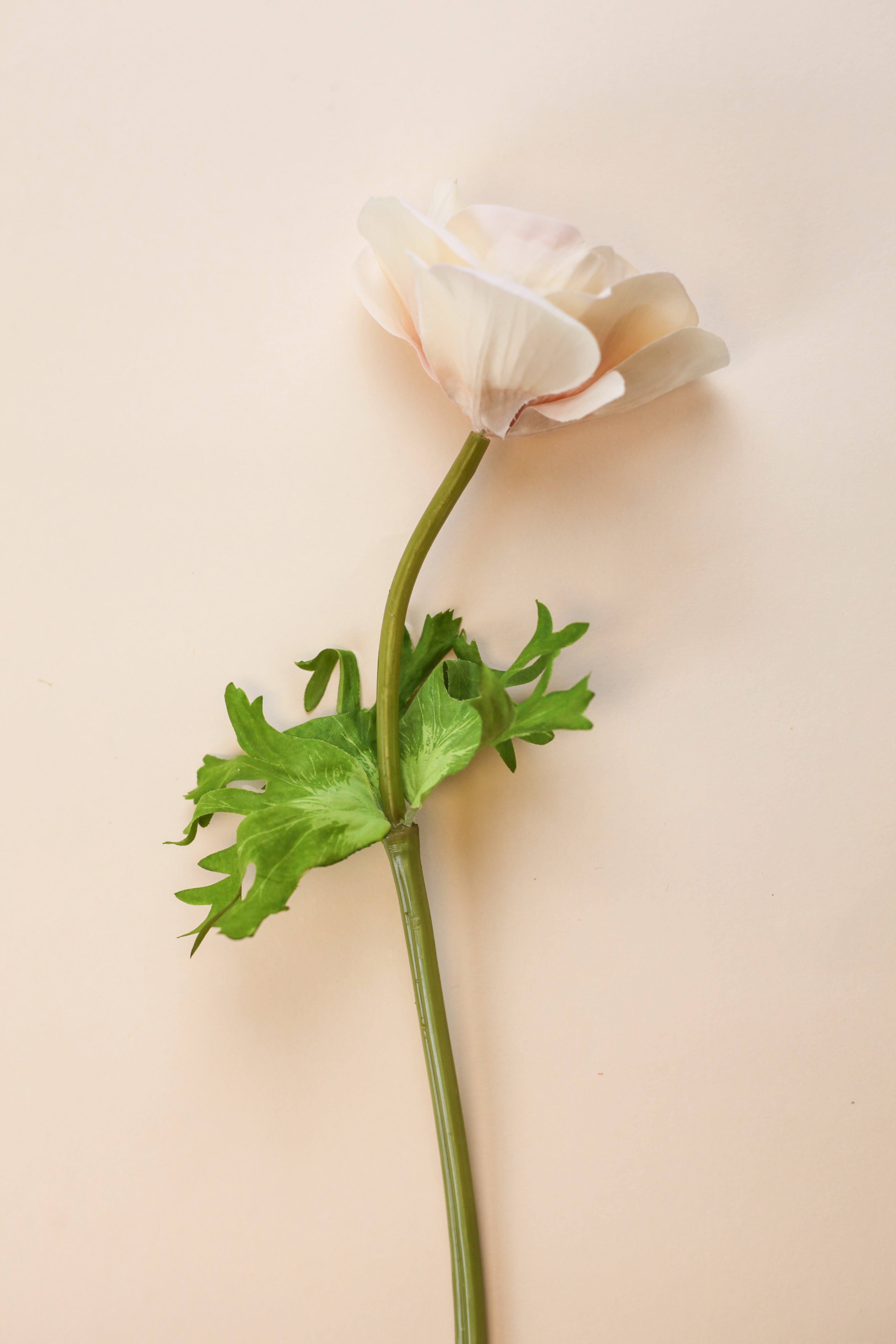 Real Touch Anemone - Cream Wine