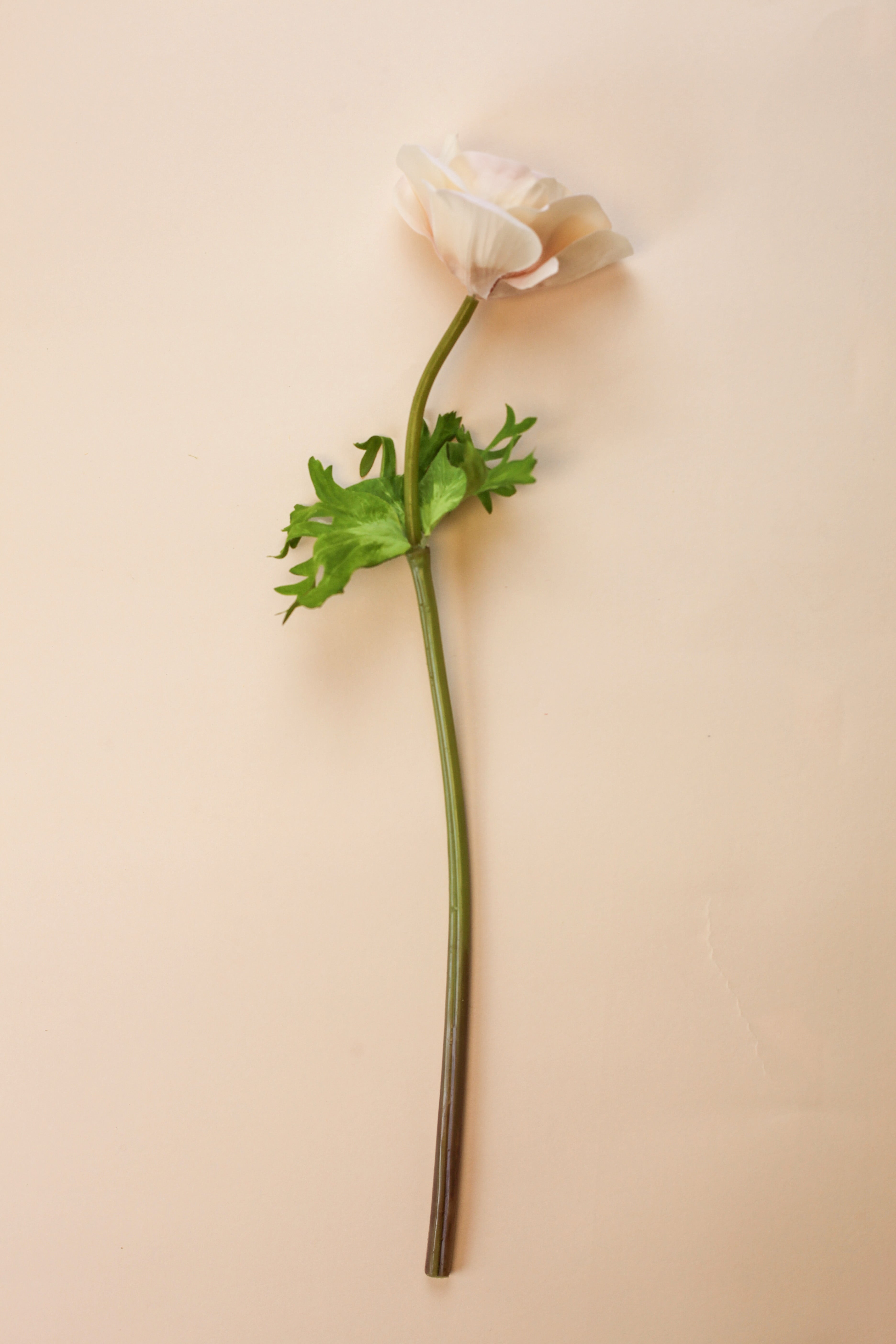 Real Touch Anemone - Cream Wine