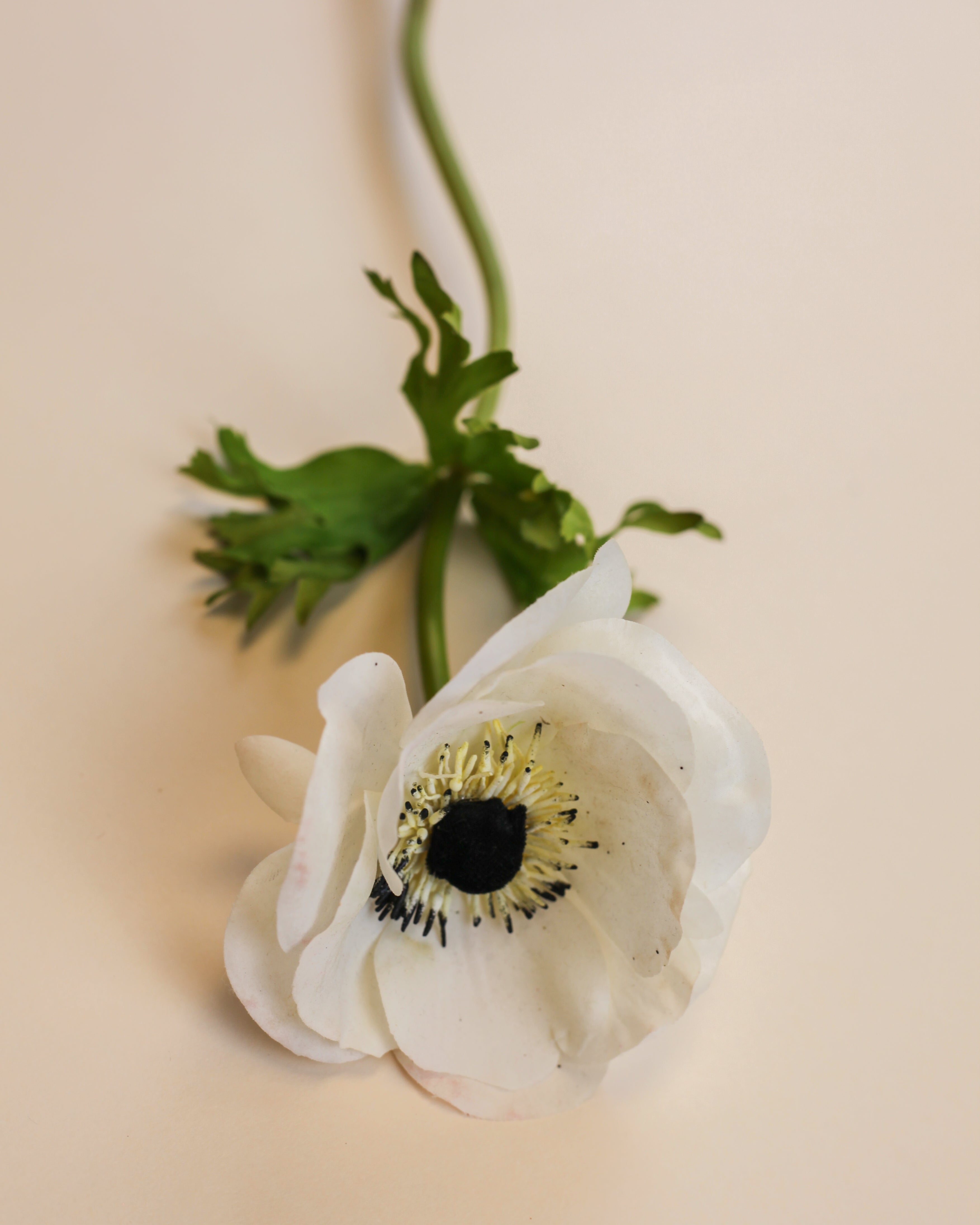 Poppy Anemone - White