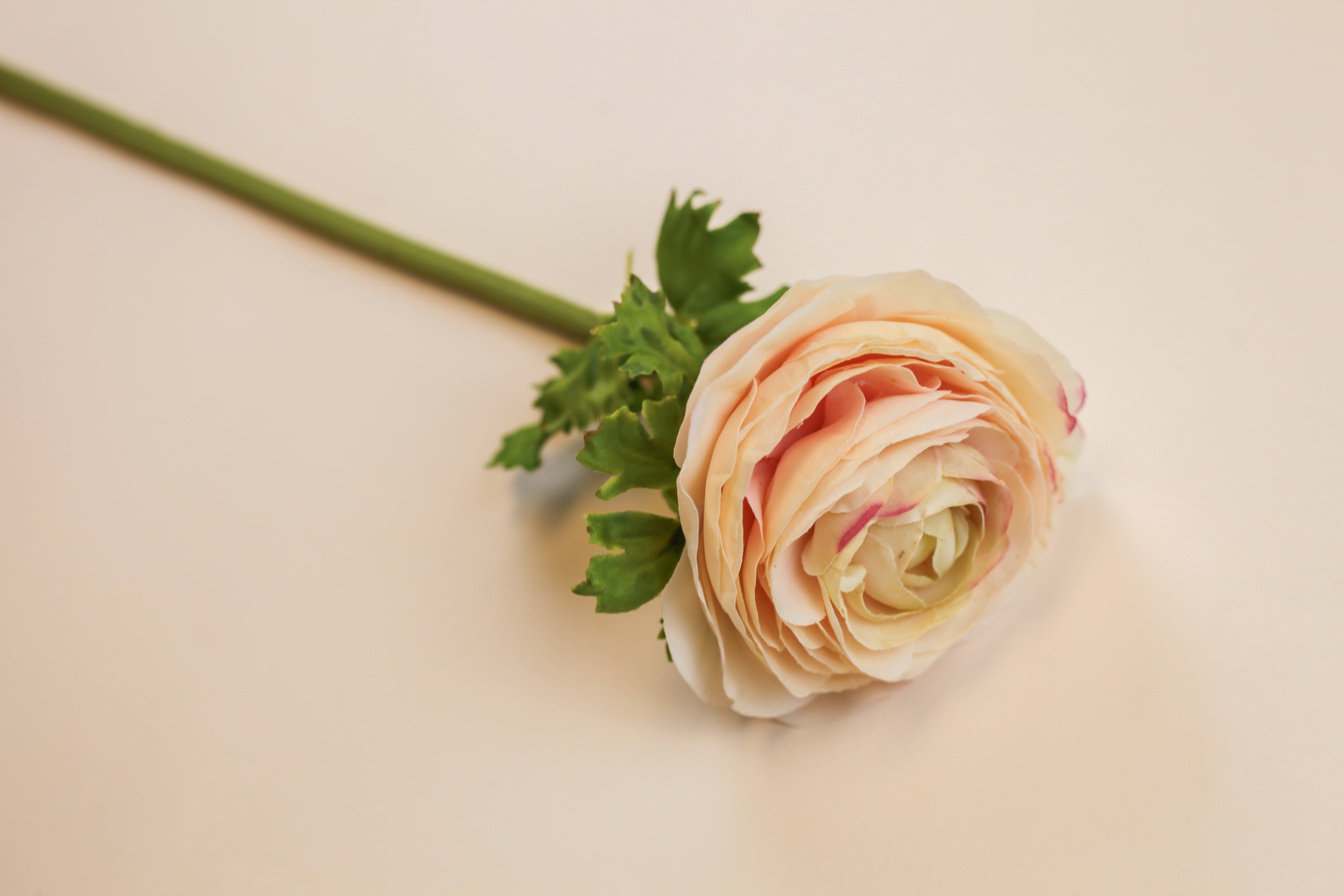 Real Touch Ranunculus - Cream Wine