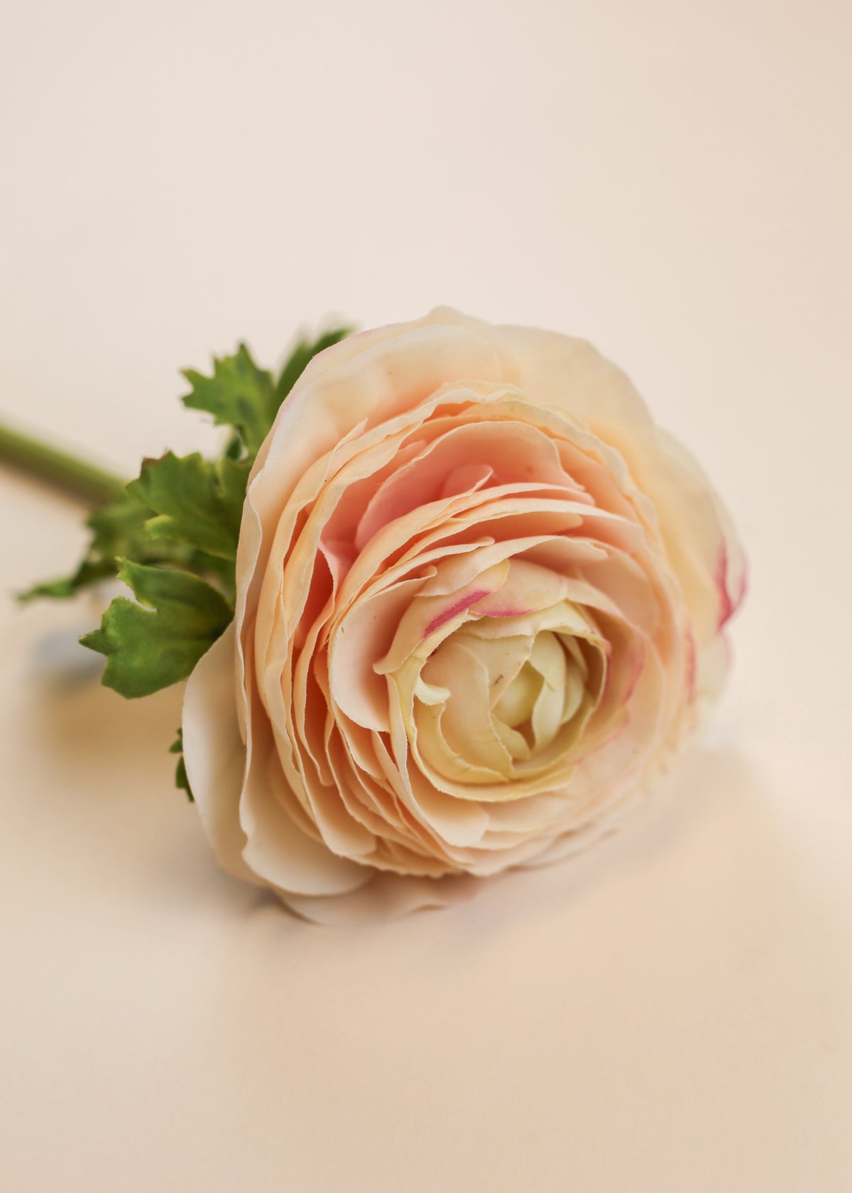 Champagne Ranunculus Real Touch Ranunculus - Cream Wine – Laurel and Vine