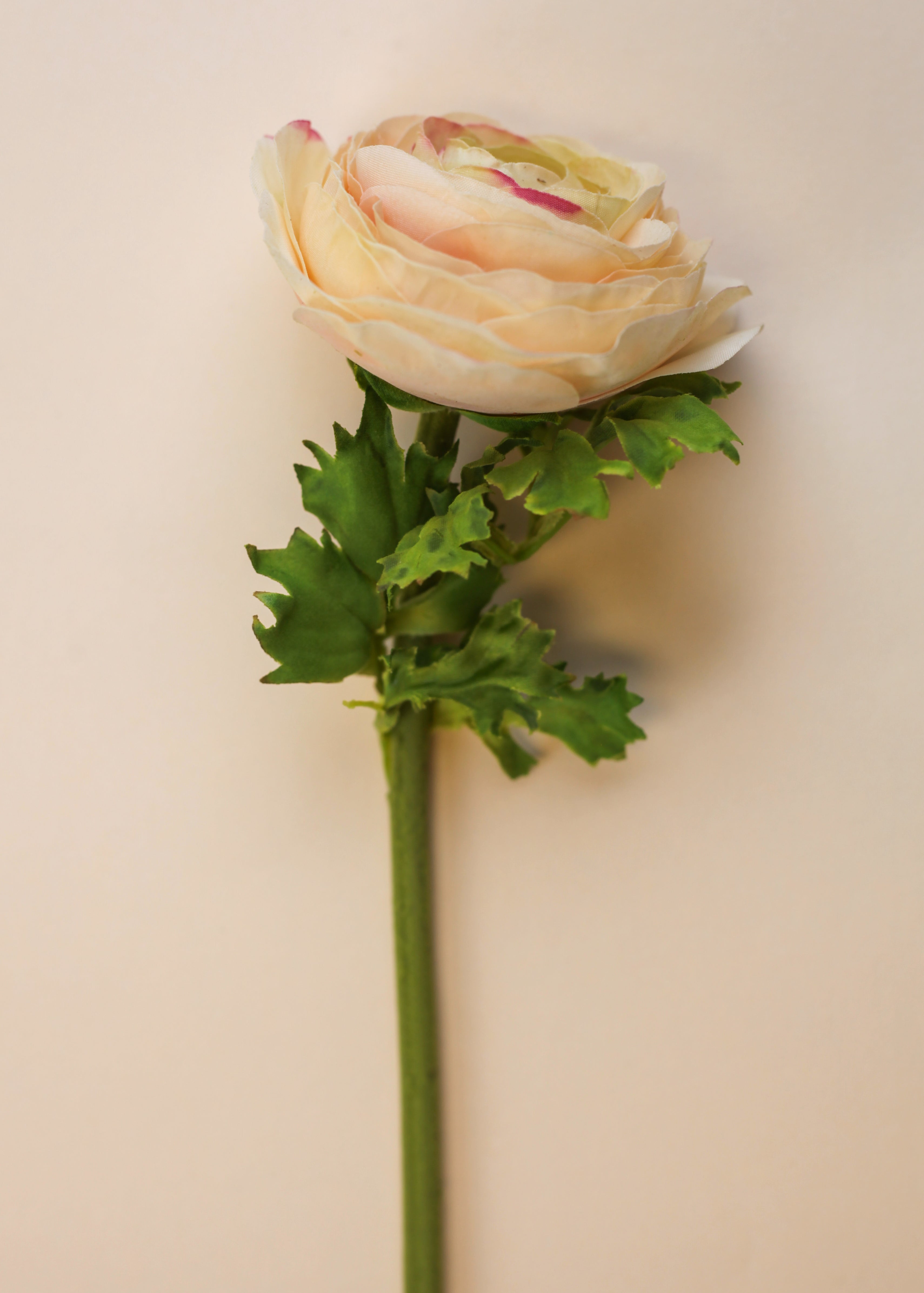Real Touch Ranunculus - Cream Wine