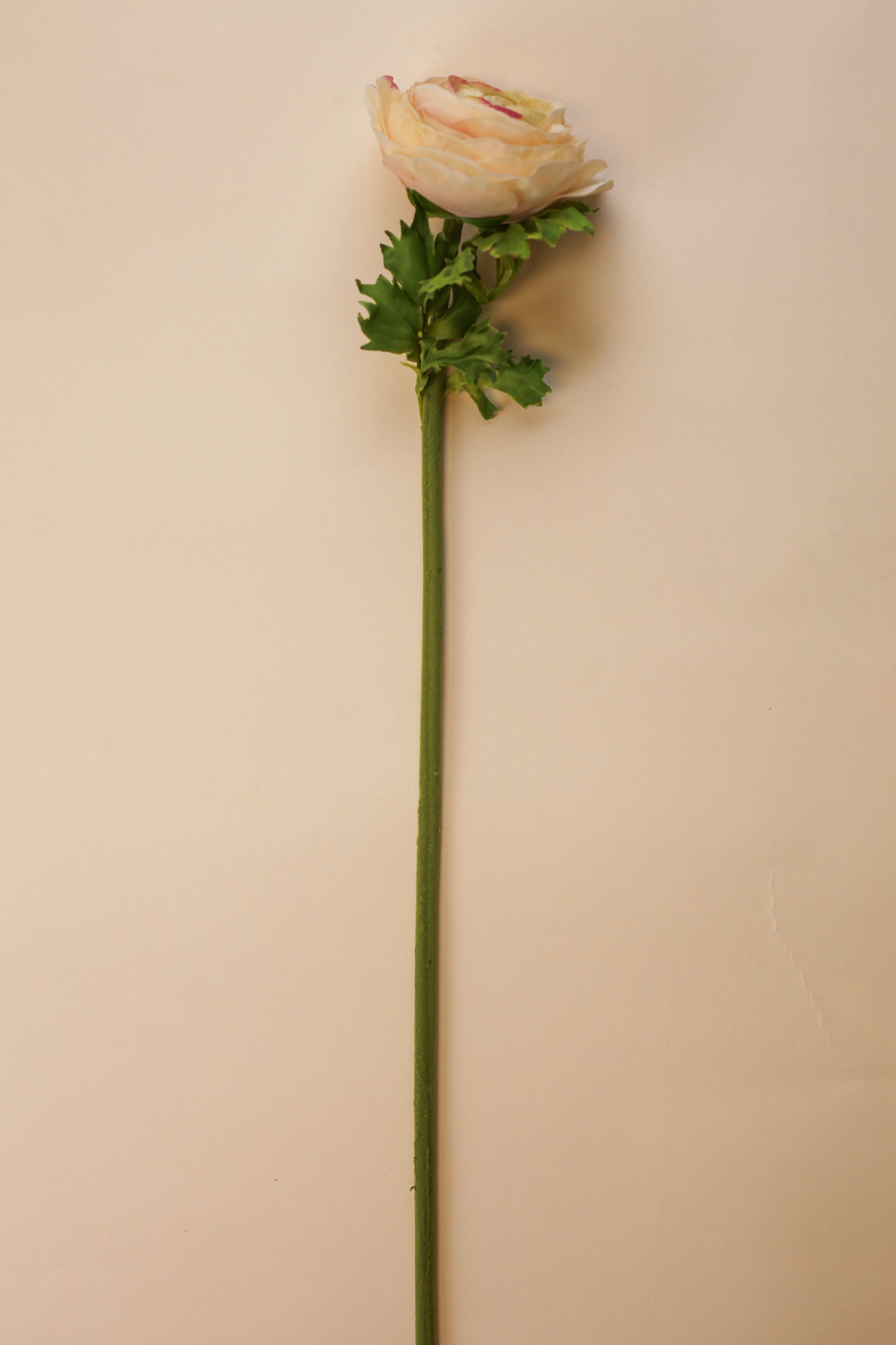 Real Touch Ranunculus - Cream Wine