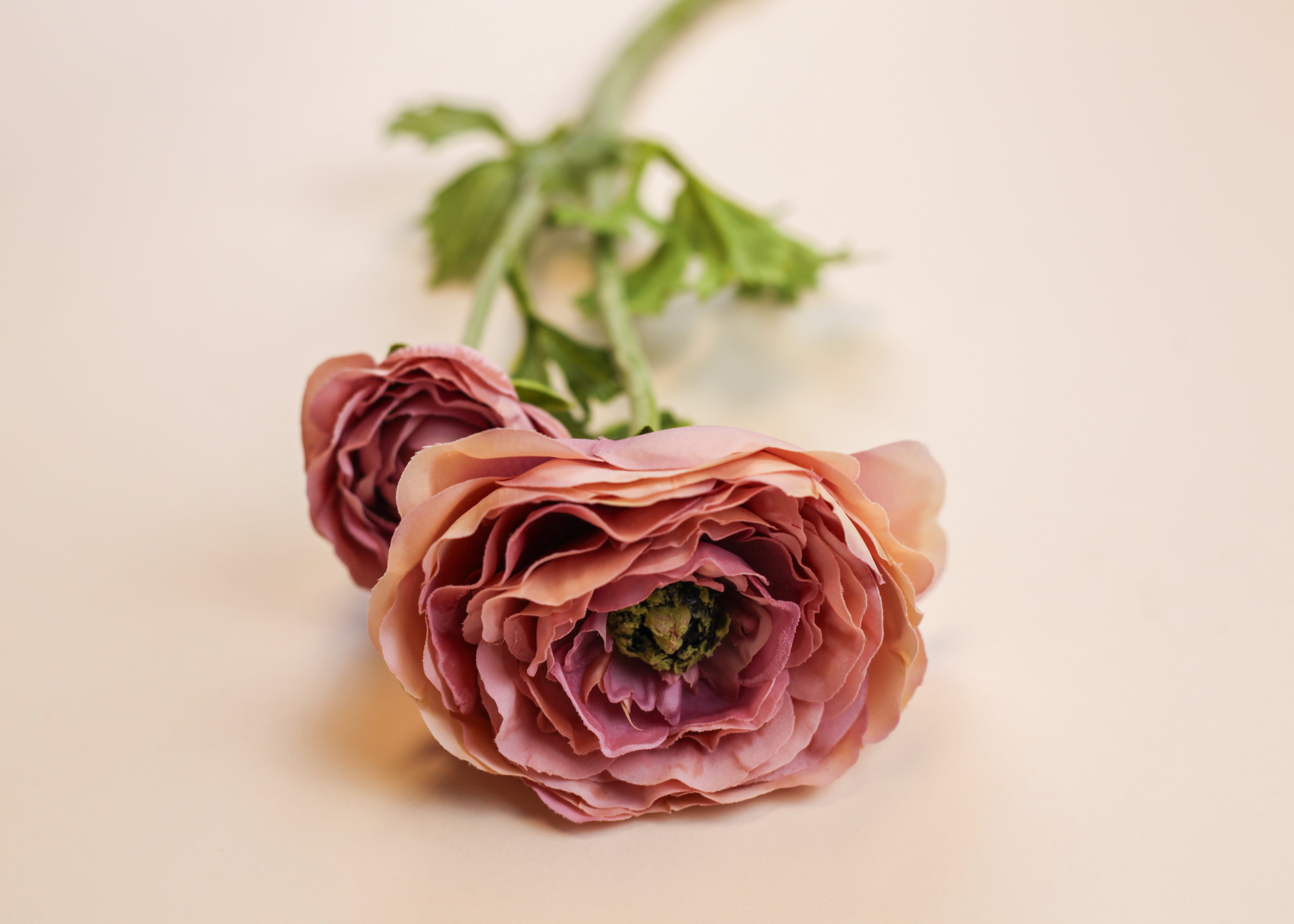 Mother Ranunculus - Purple