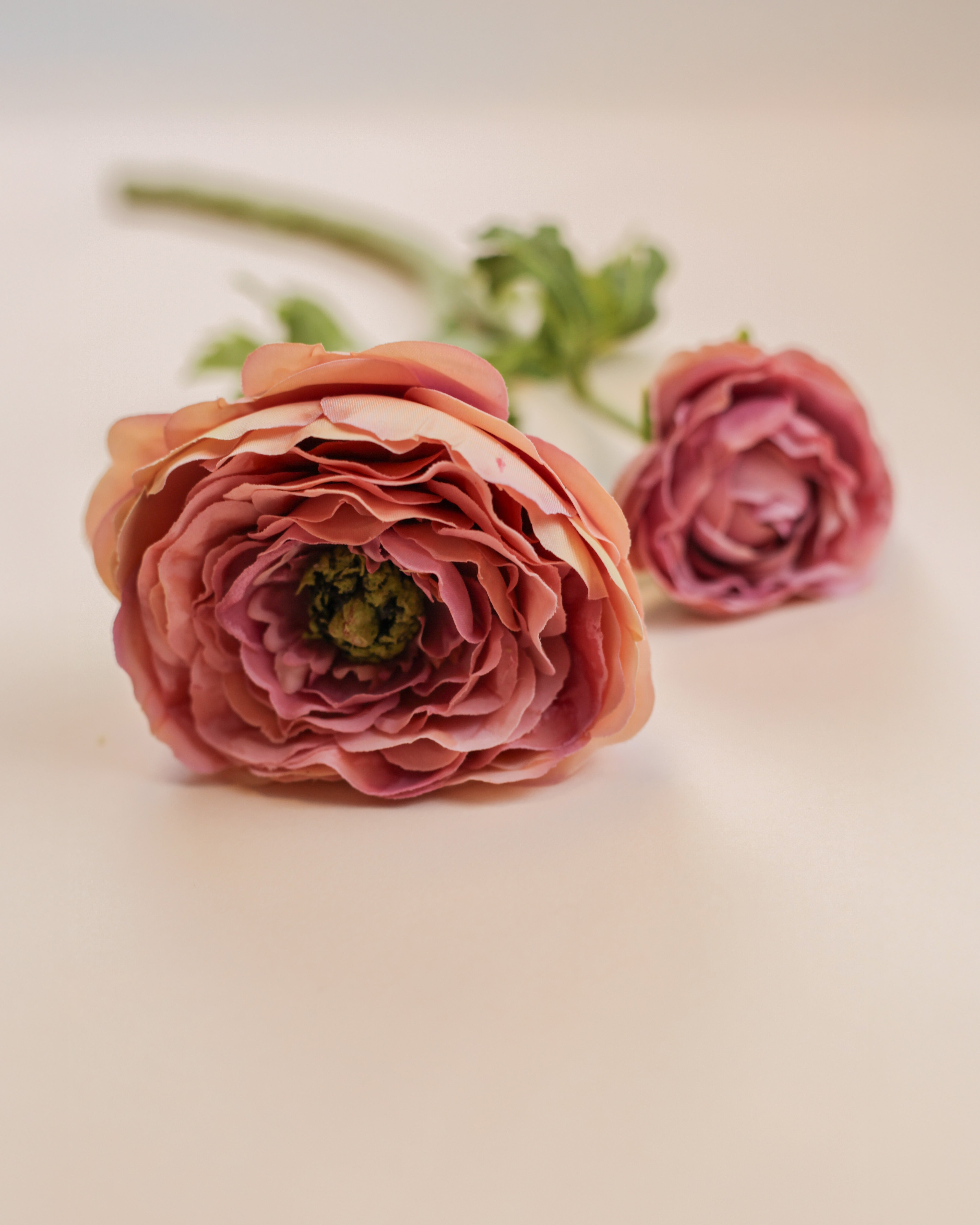 Mother Ranunculus - Purple