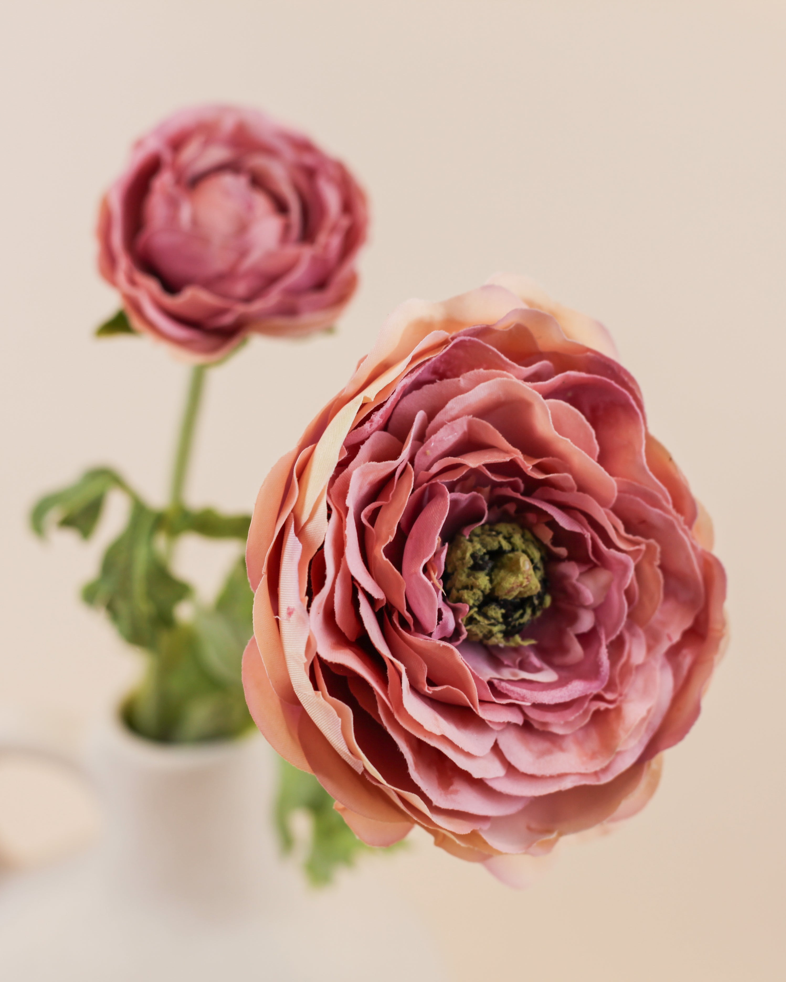 Mother Ranunculus - Purple
