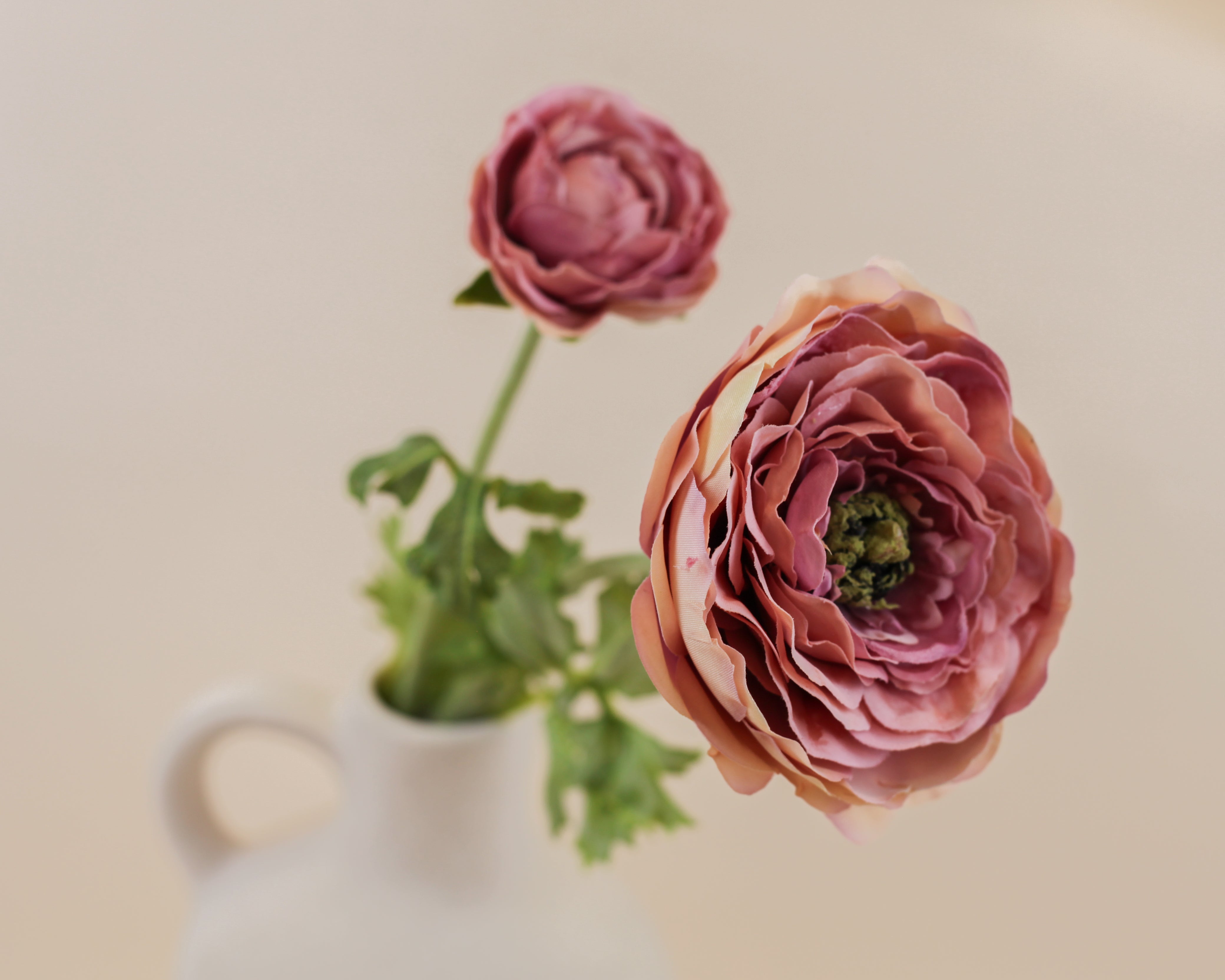 Mother Ranunculus - Purple