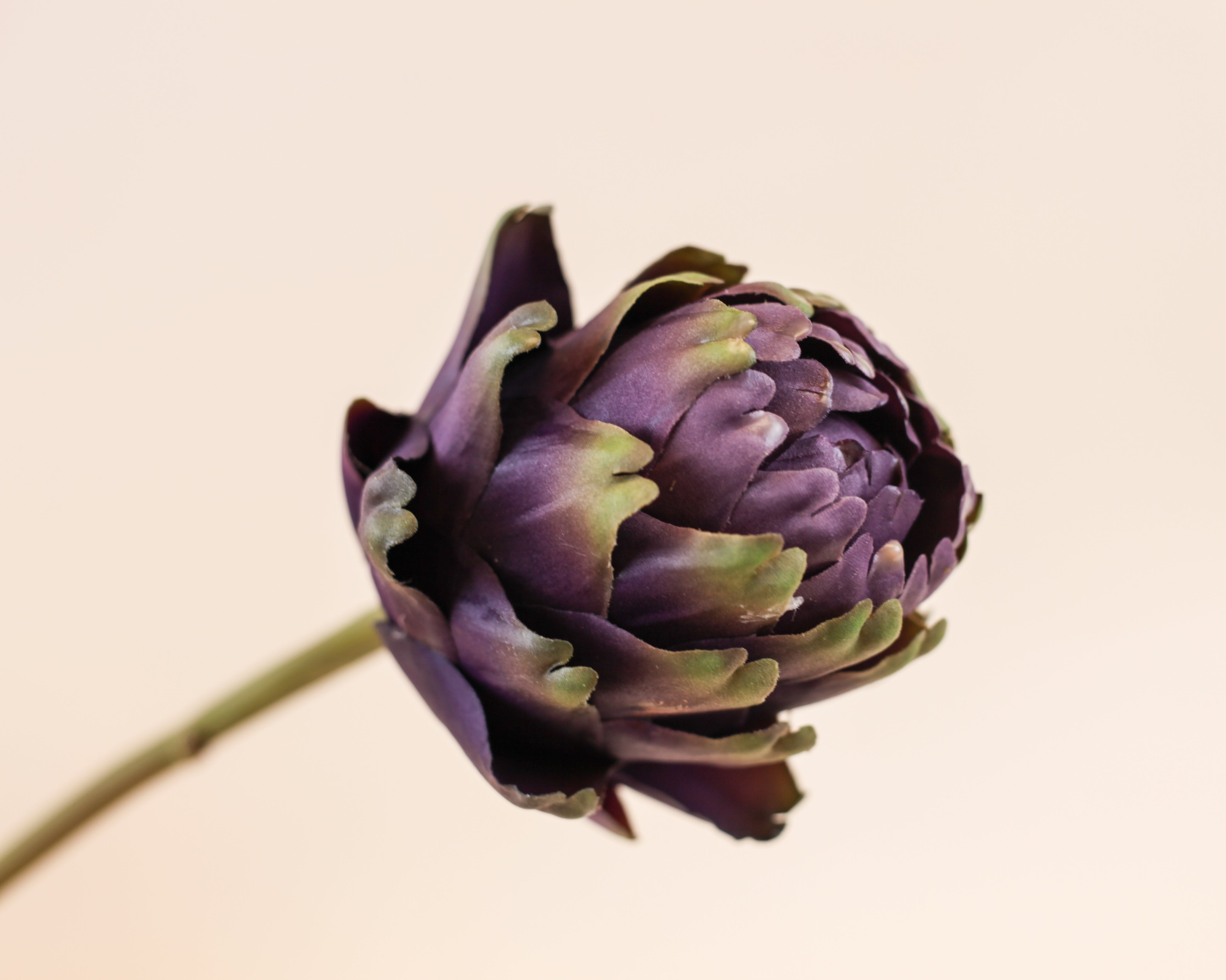 Artichoke - Purple