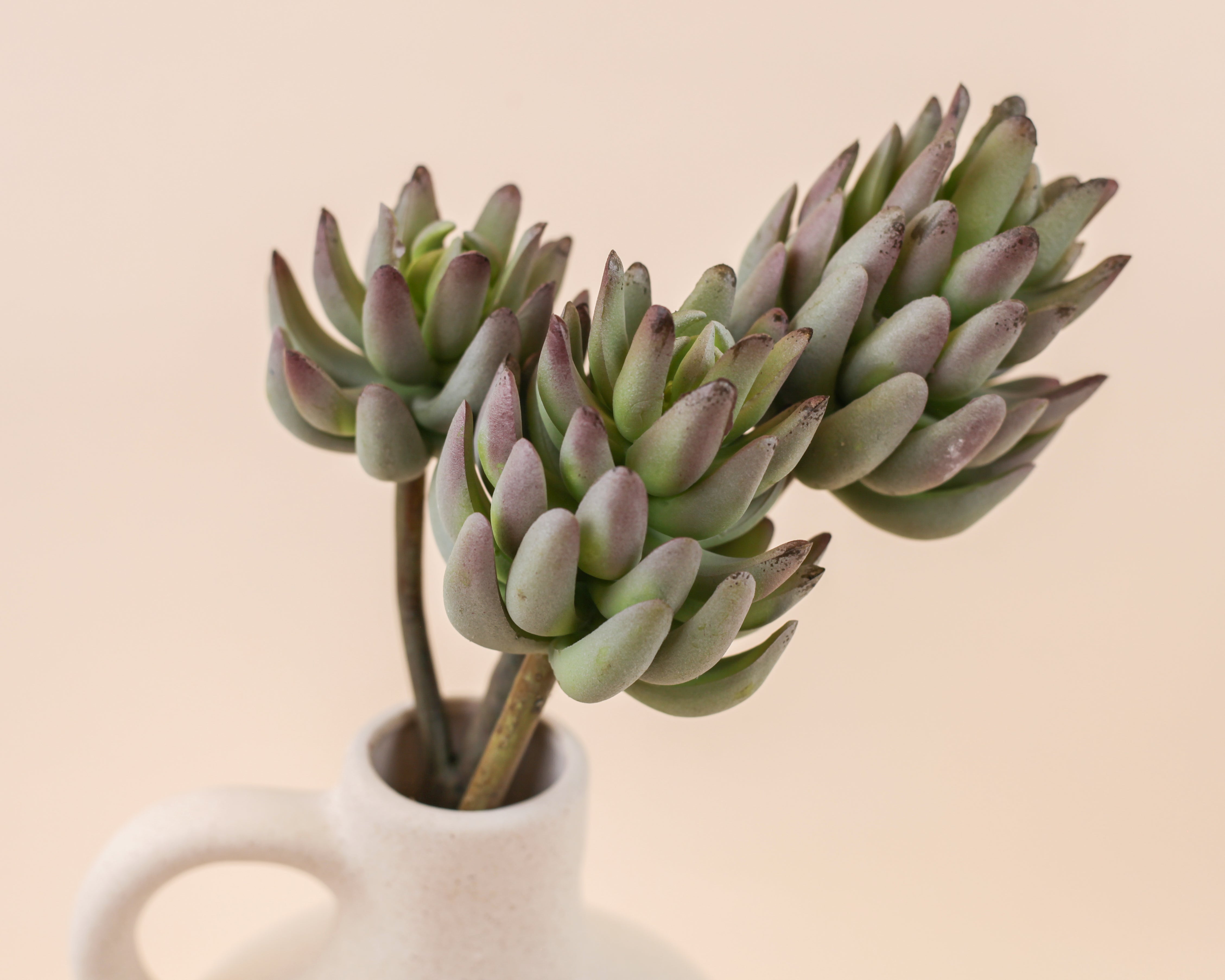 Succulent Rose