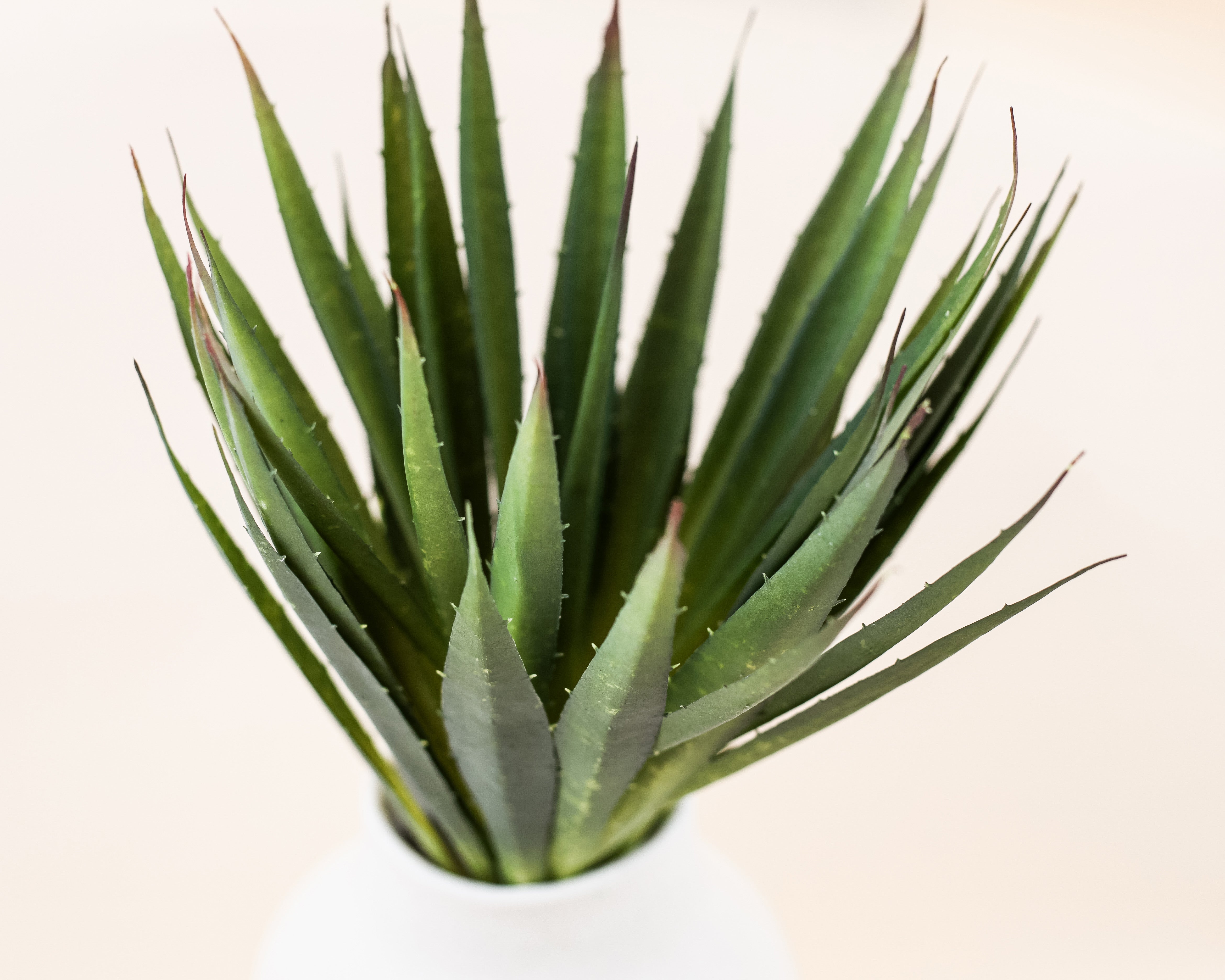 Aloe Vera Plant 18.5"
