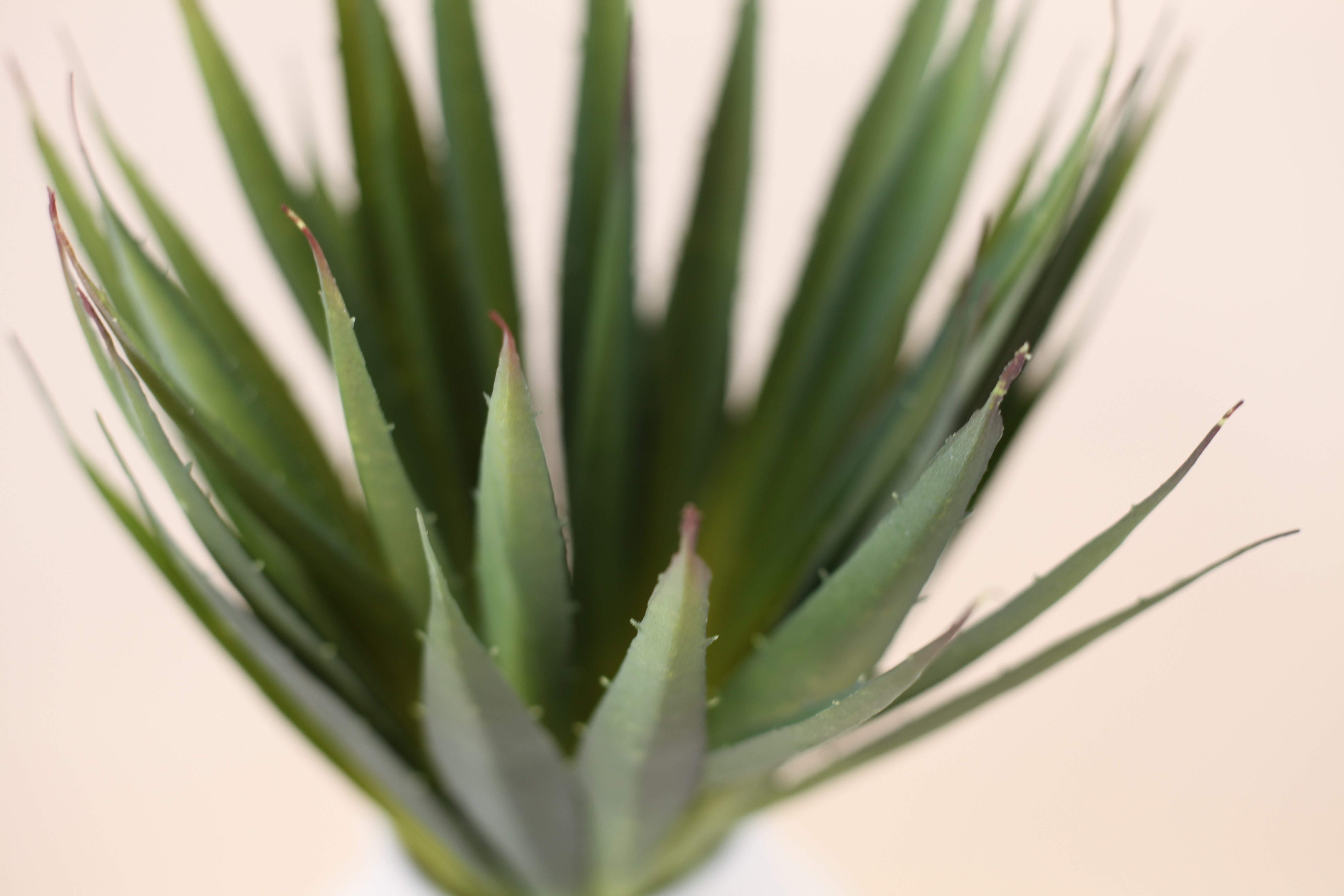 Aloe Vera Plant 18.5"