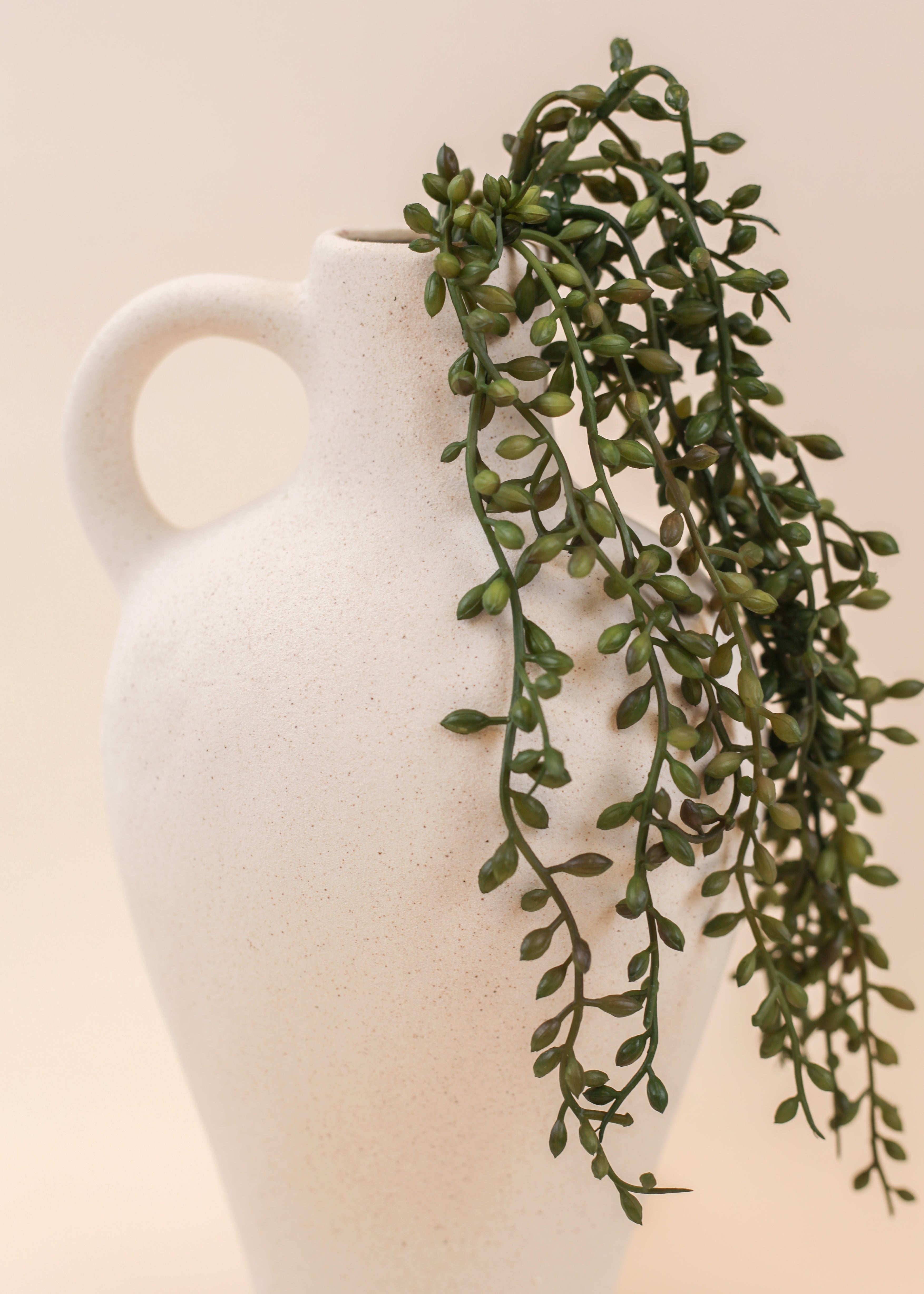 String of Pearls Succulent- Pack of 5