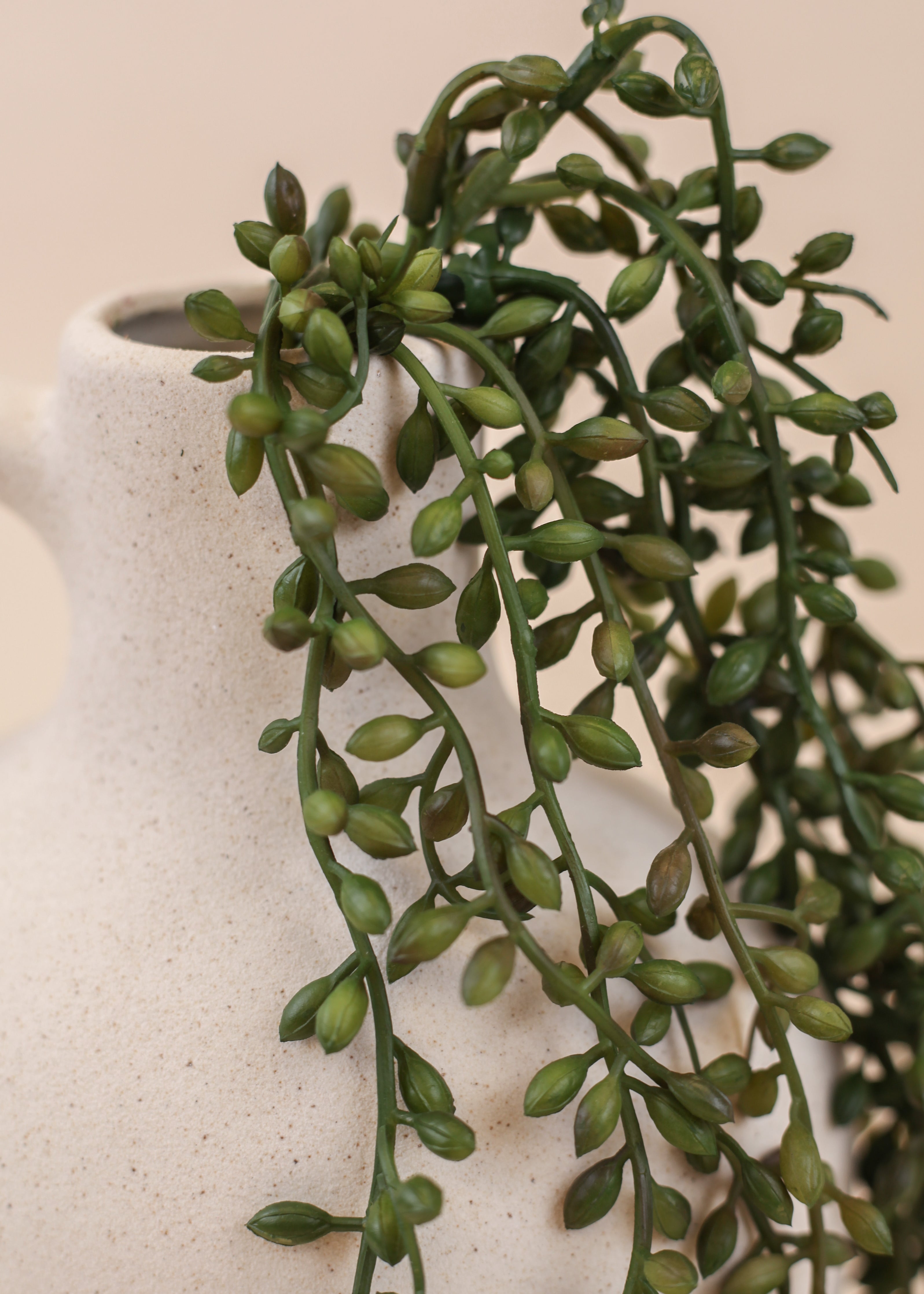 String of Pearls Succulent- Pack of 5