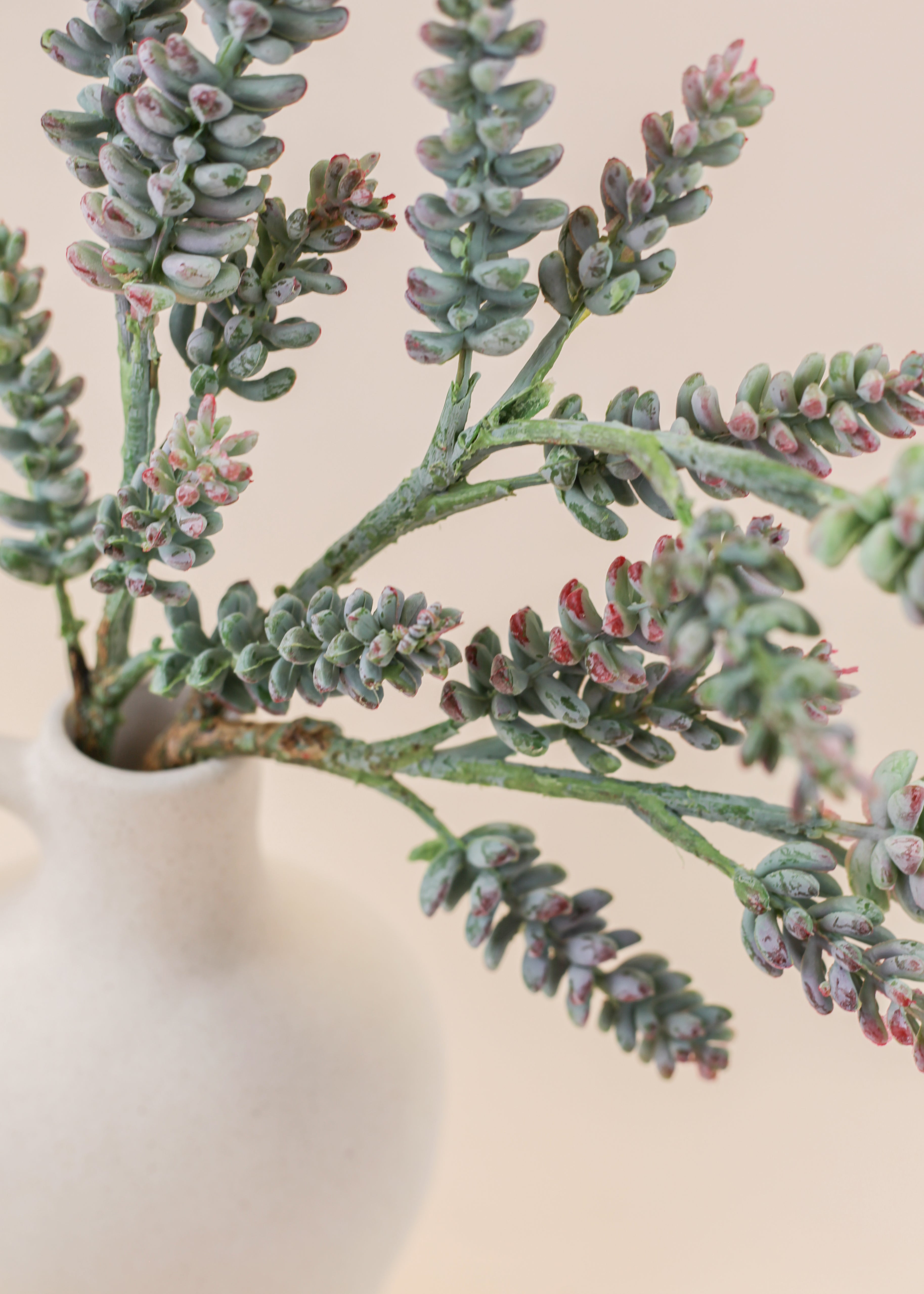Succulent Branch