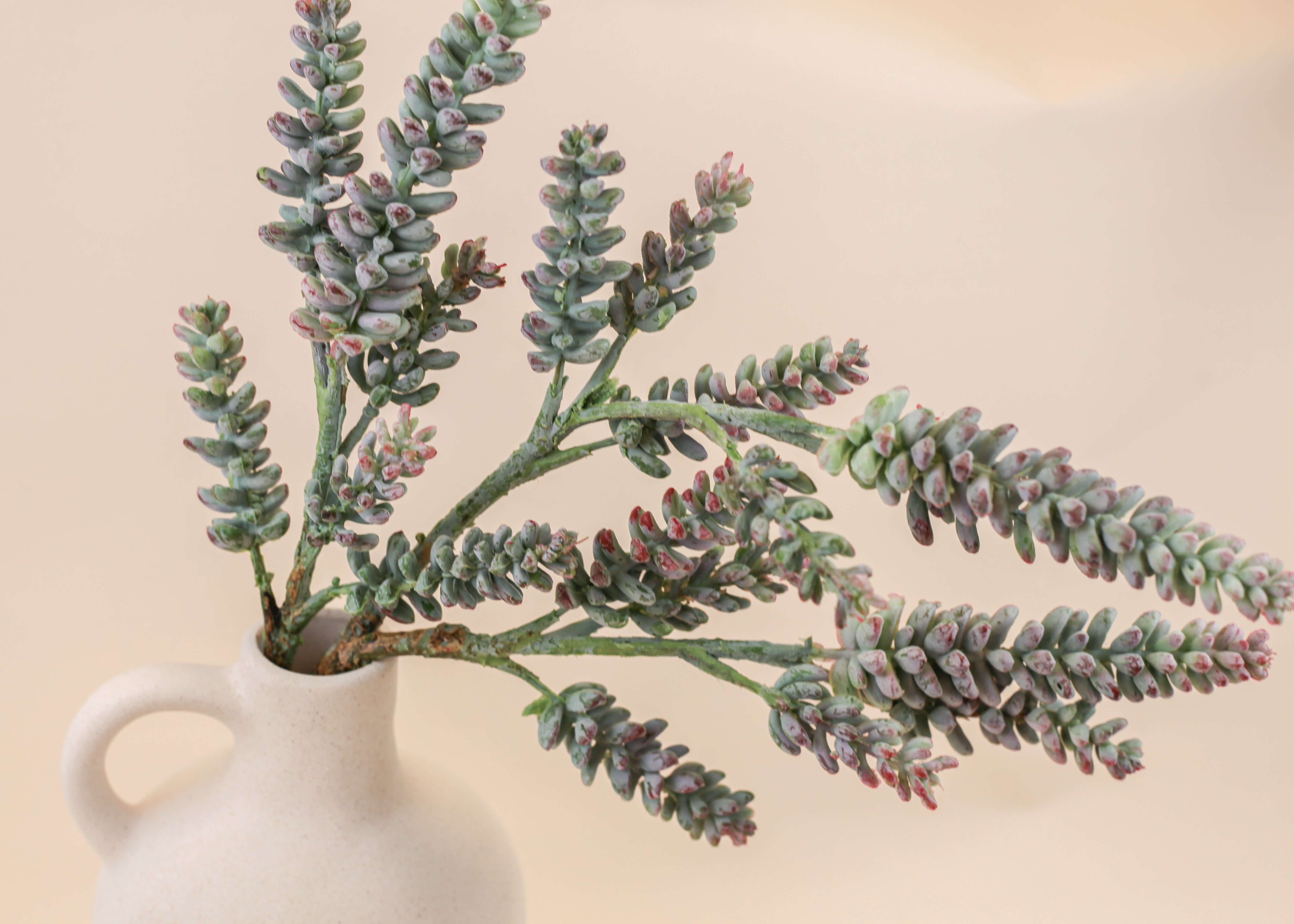Succulent Branch