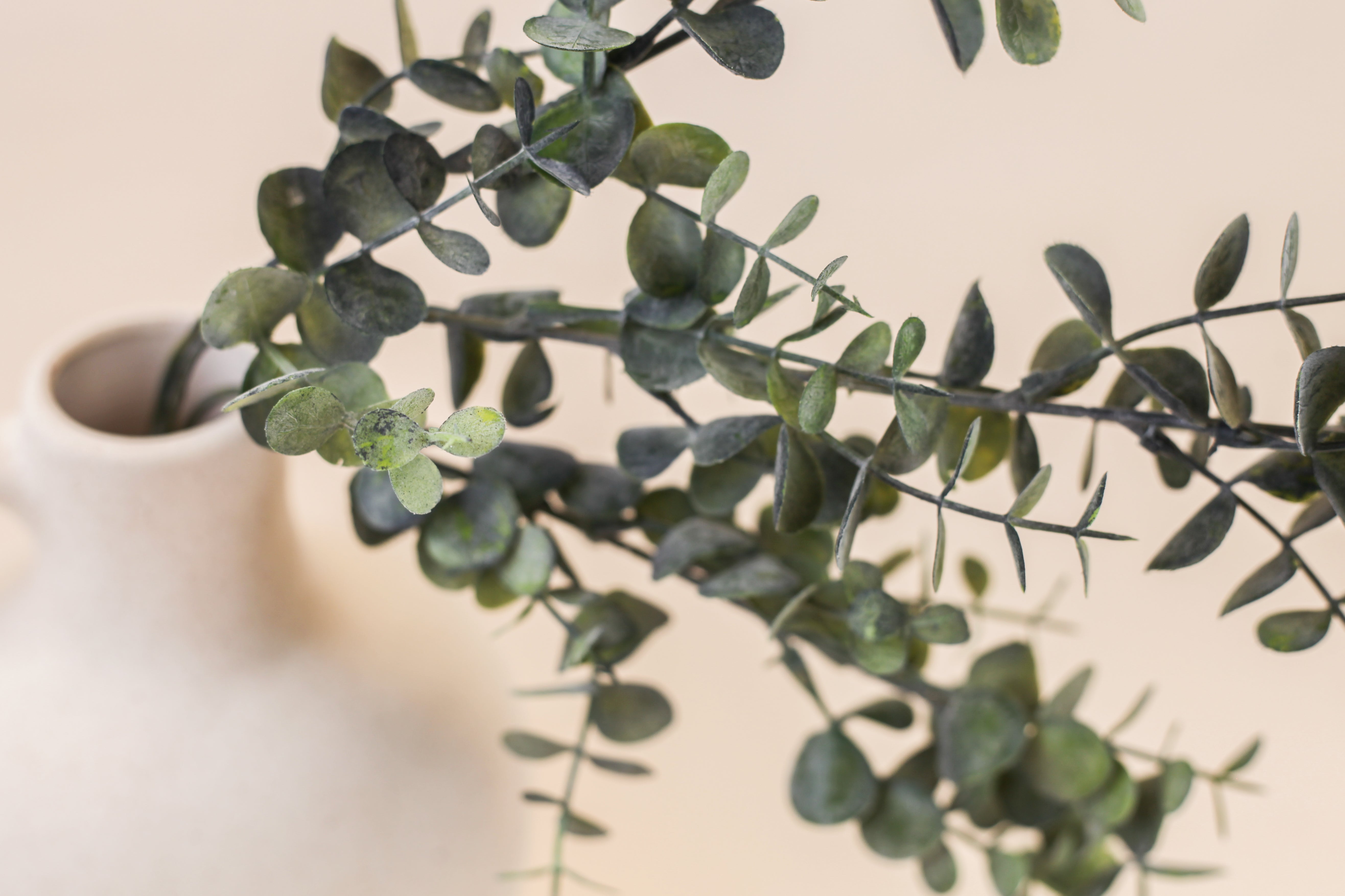 Small Leaf Eucalyptus