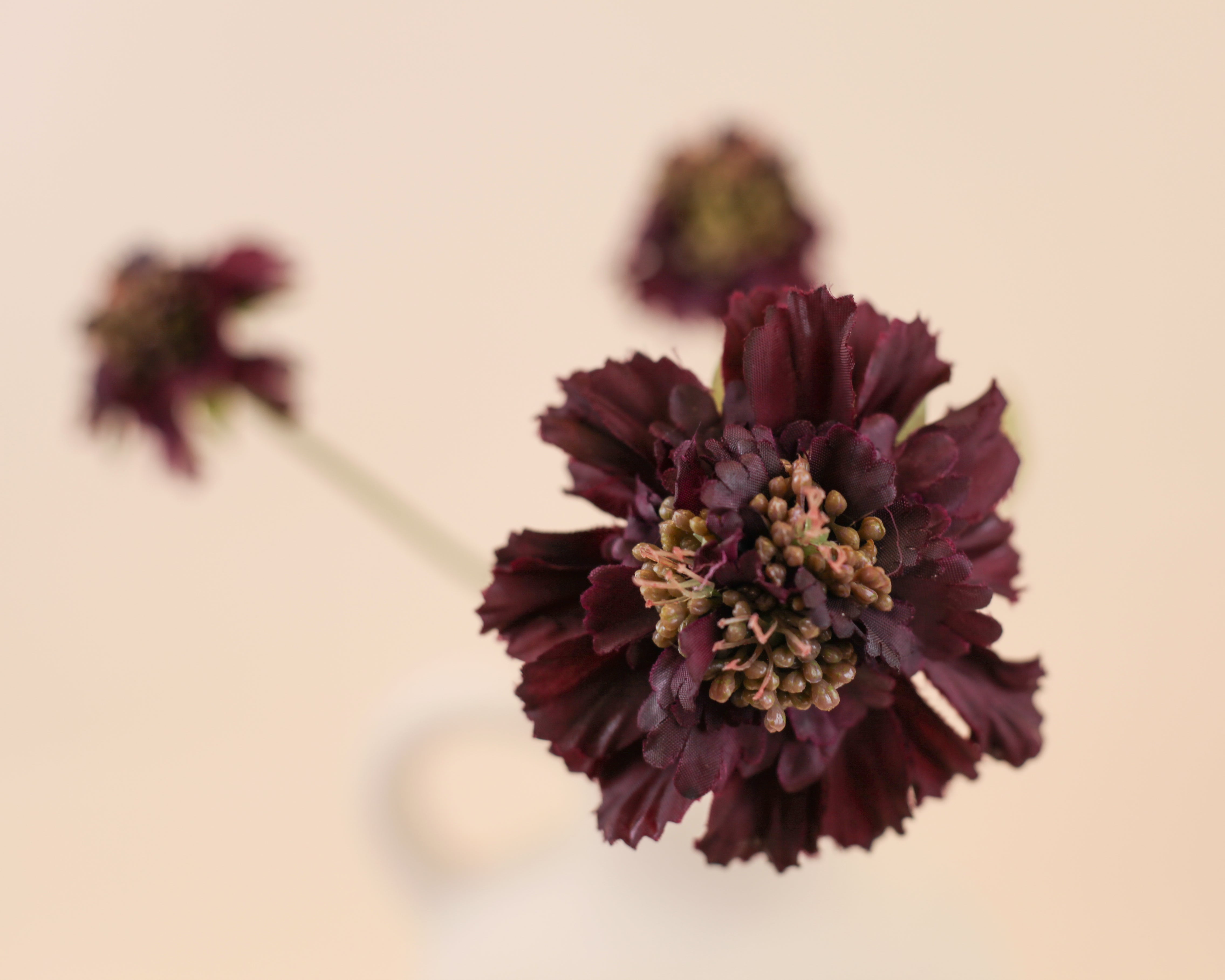 Scabiosa Spray - Burgundy
