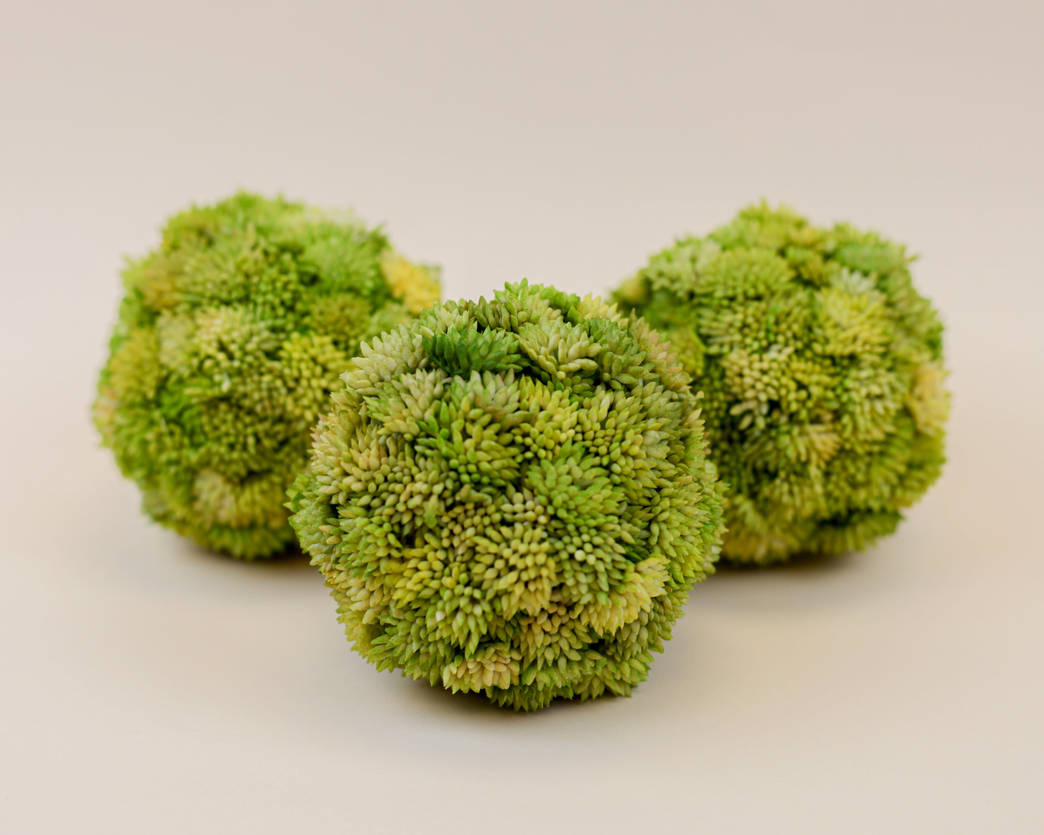 Moss Spheres - Pack of 3