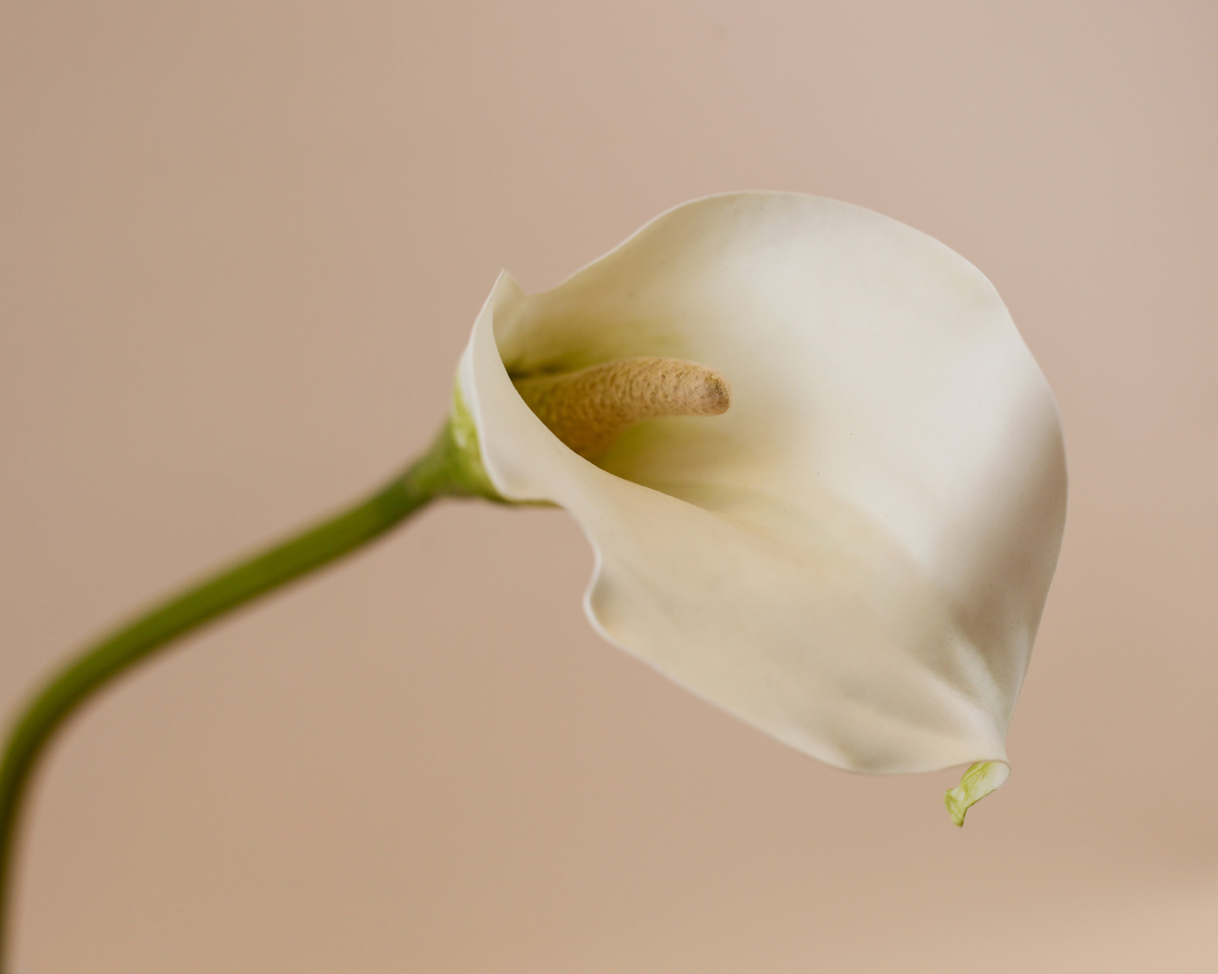 Real Touch Petite Calla Lily
