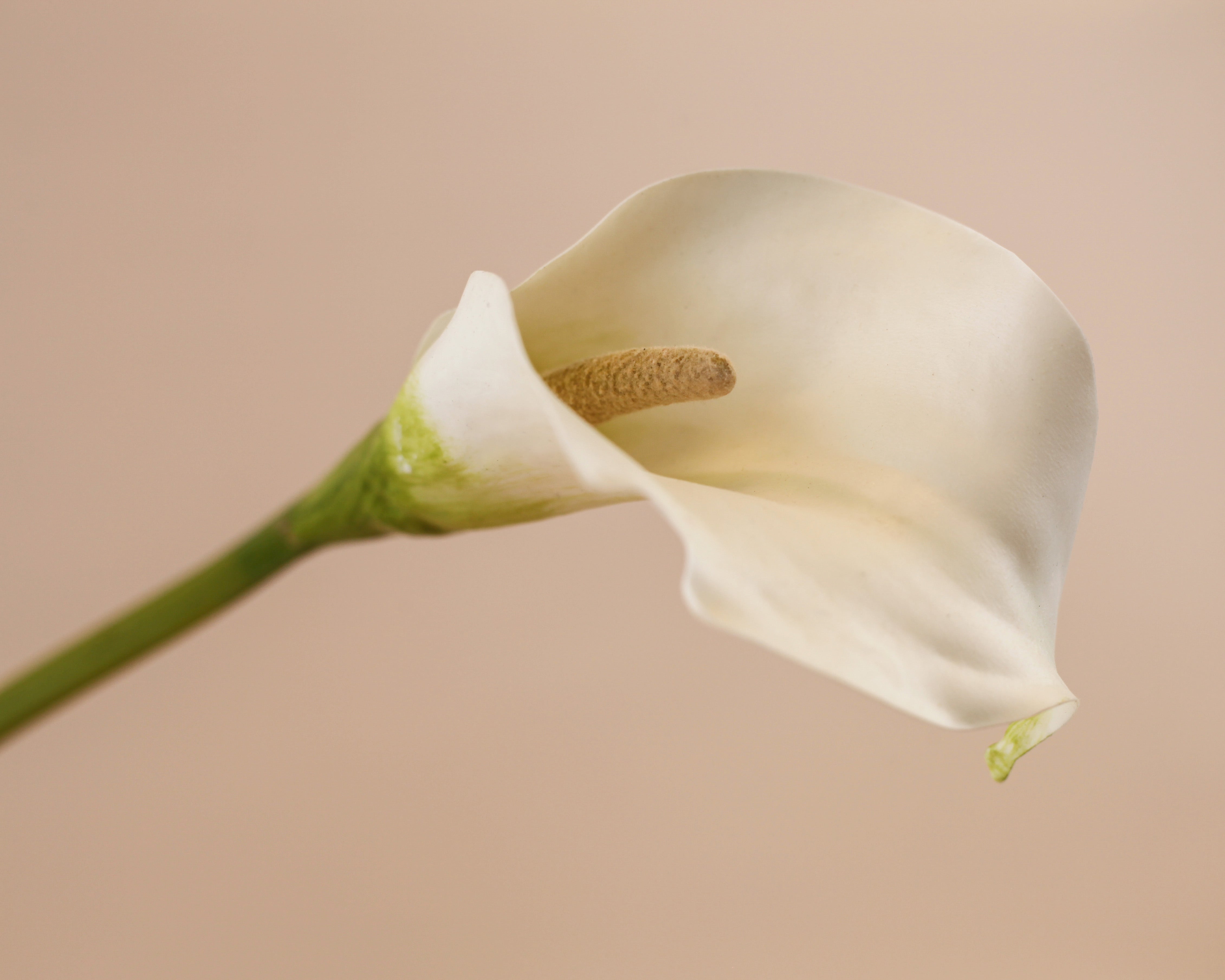 Petite Calla Lily