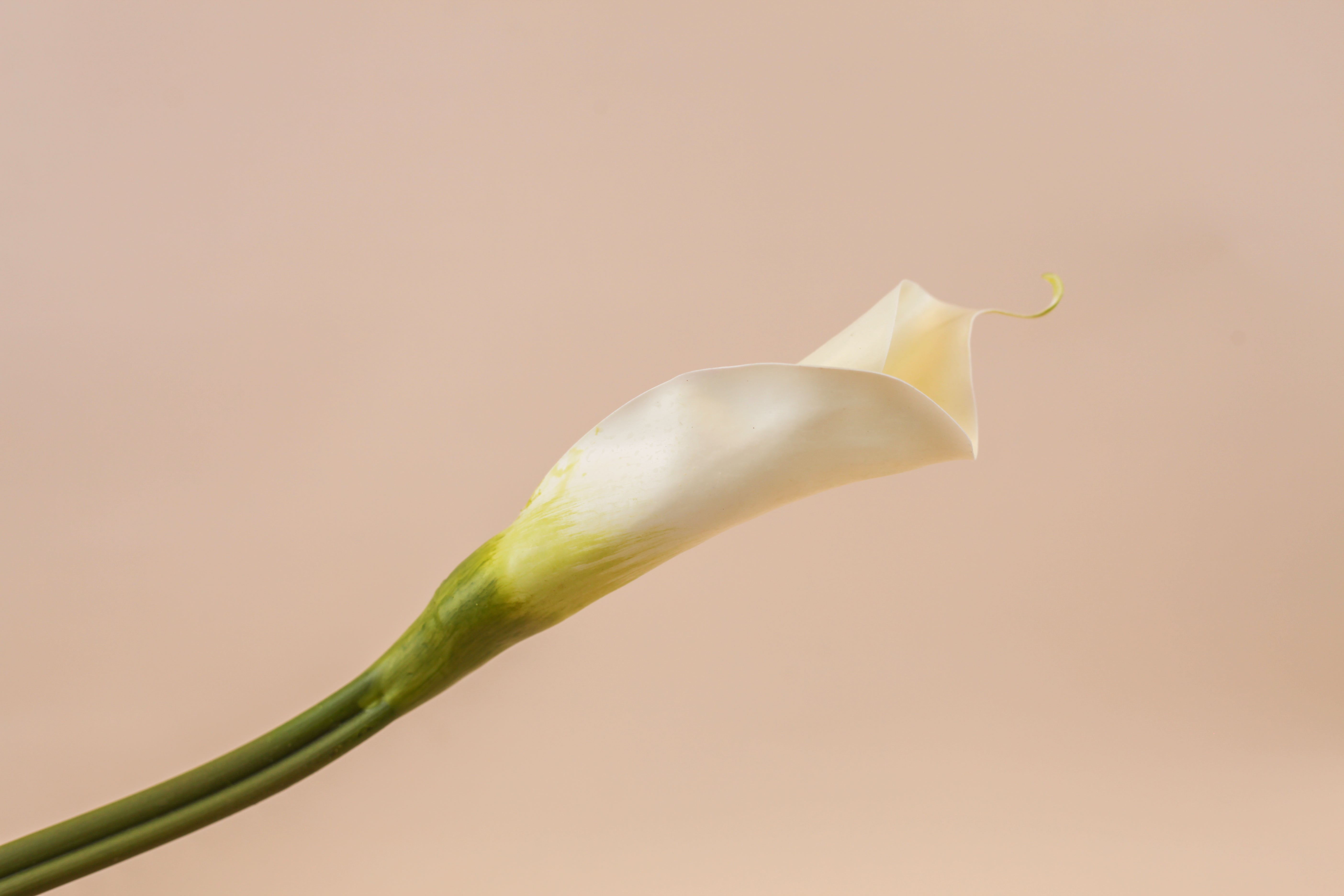 Real Touch Giant Calla Lily Bud 28"