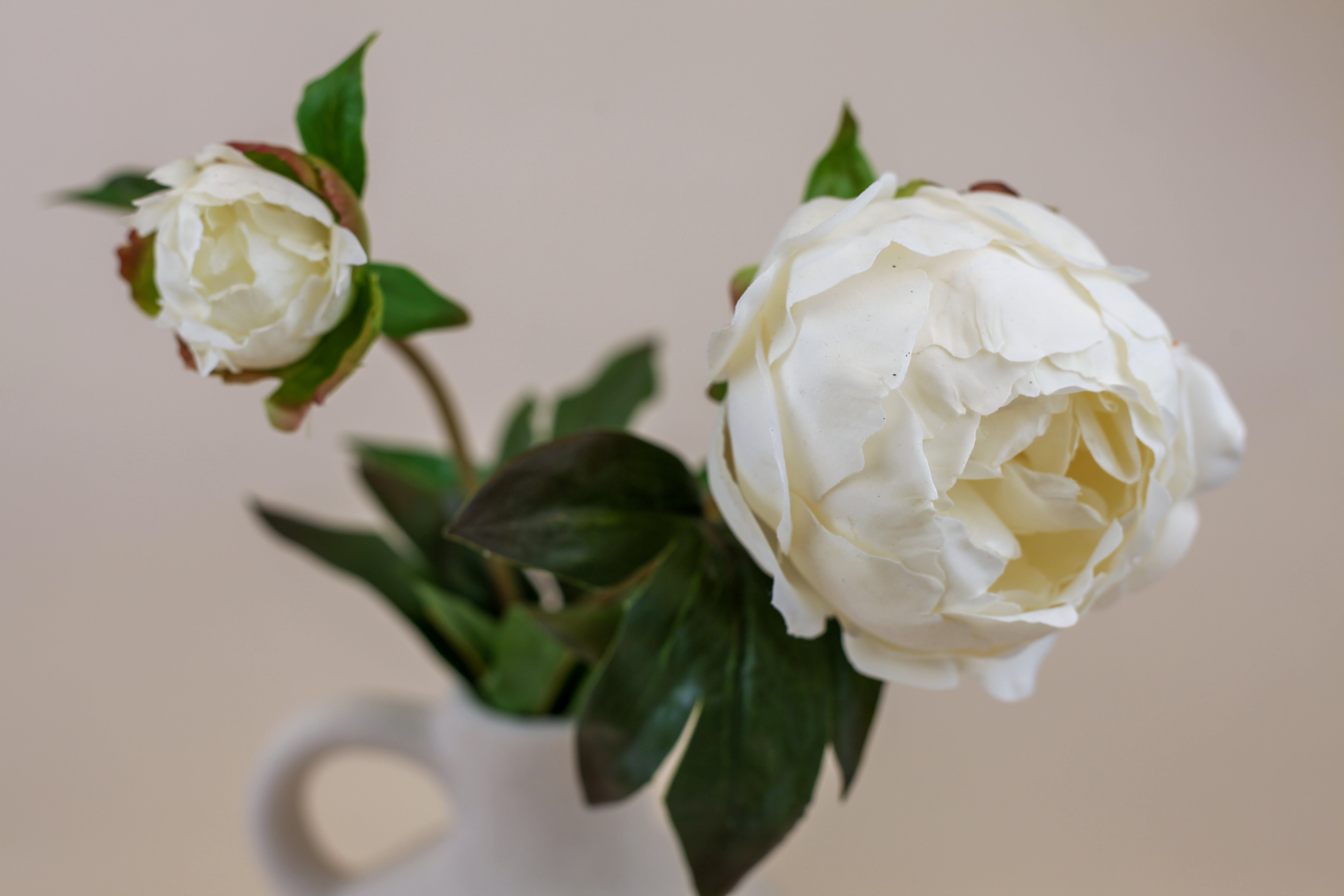 Peony & Bud- White