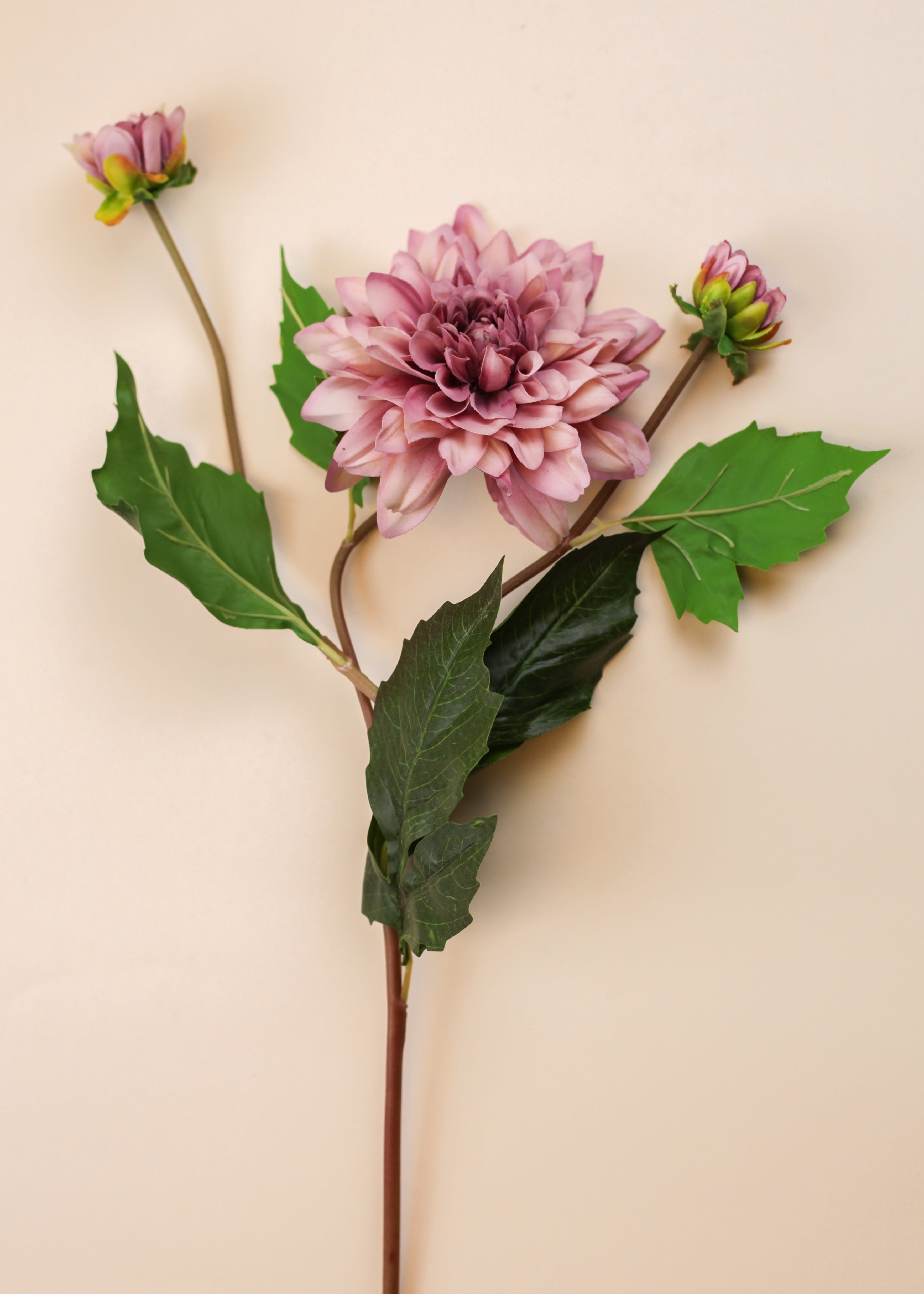 Mother Dahlia - Purple