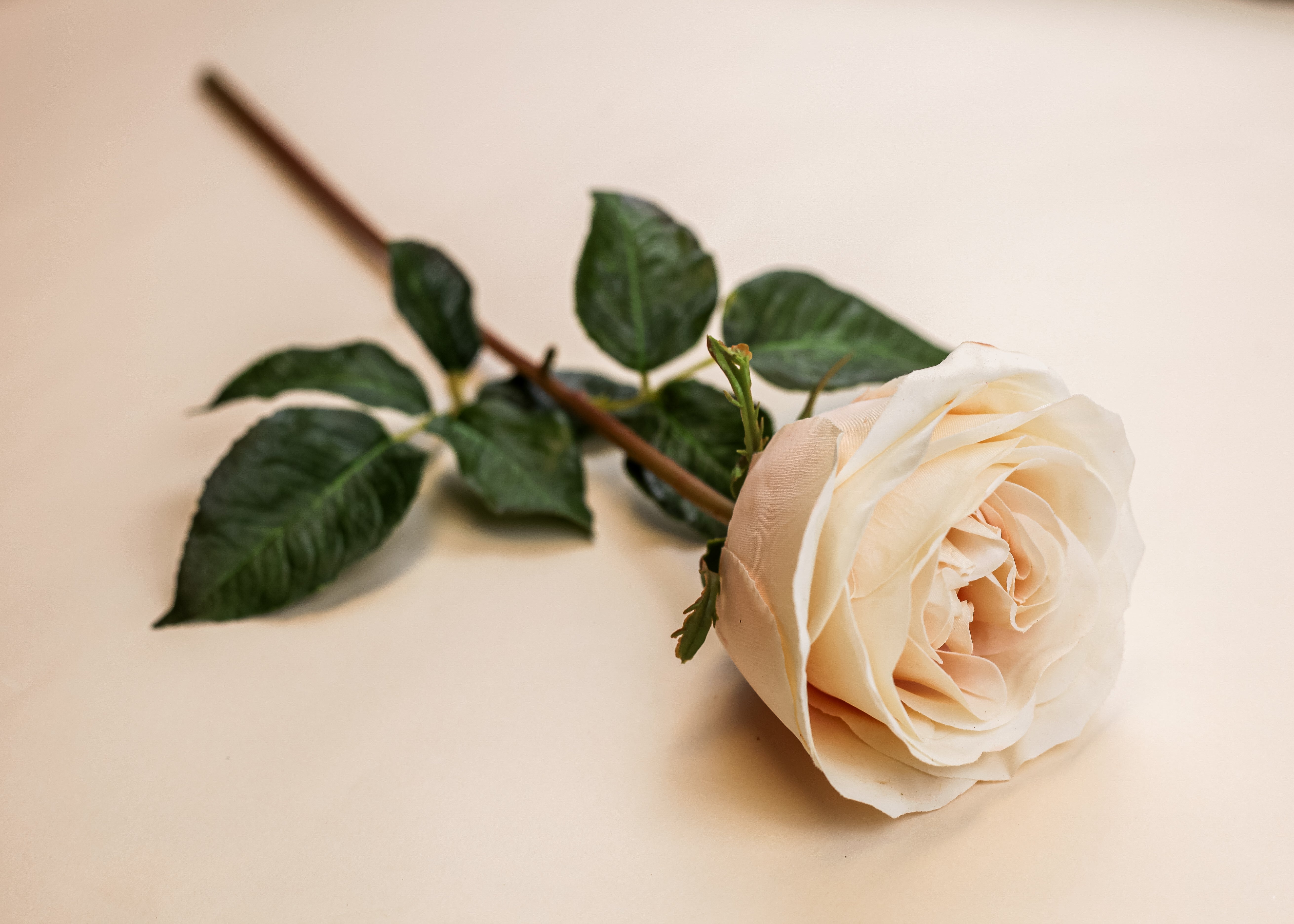 Real Touch Blushing Queen Rose 20"
