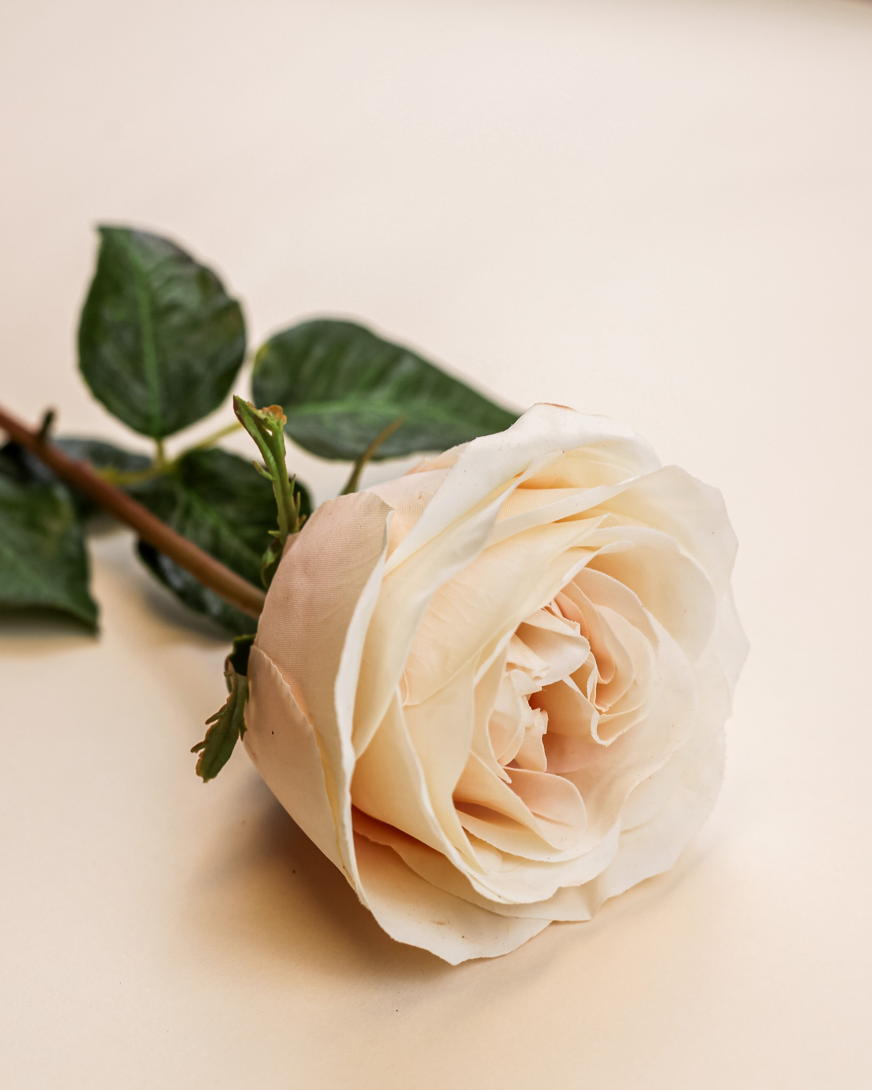Real Touch Blushing Queen Rose 20"