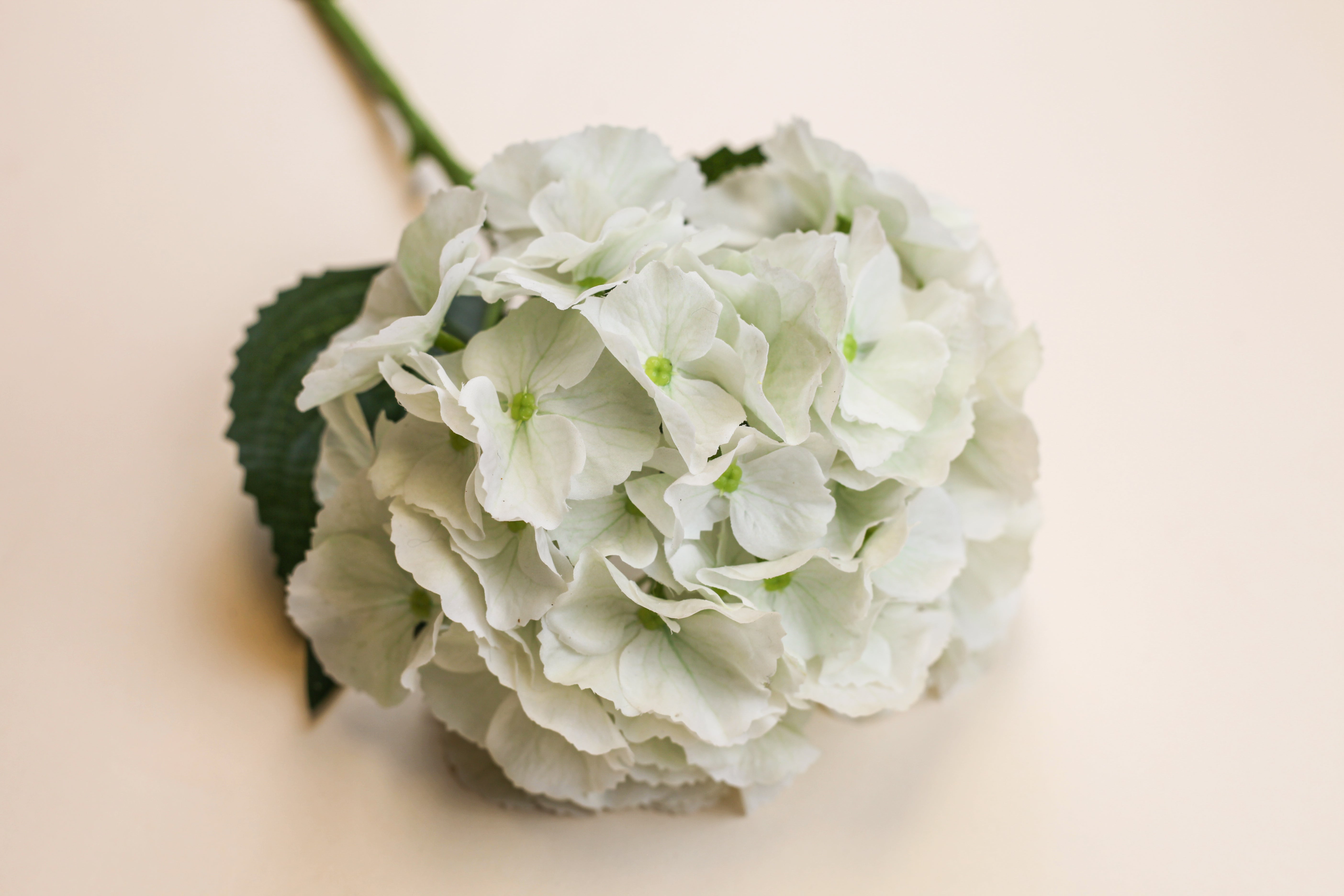 Hydrangea - White