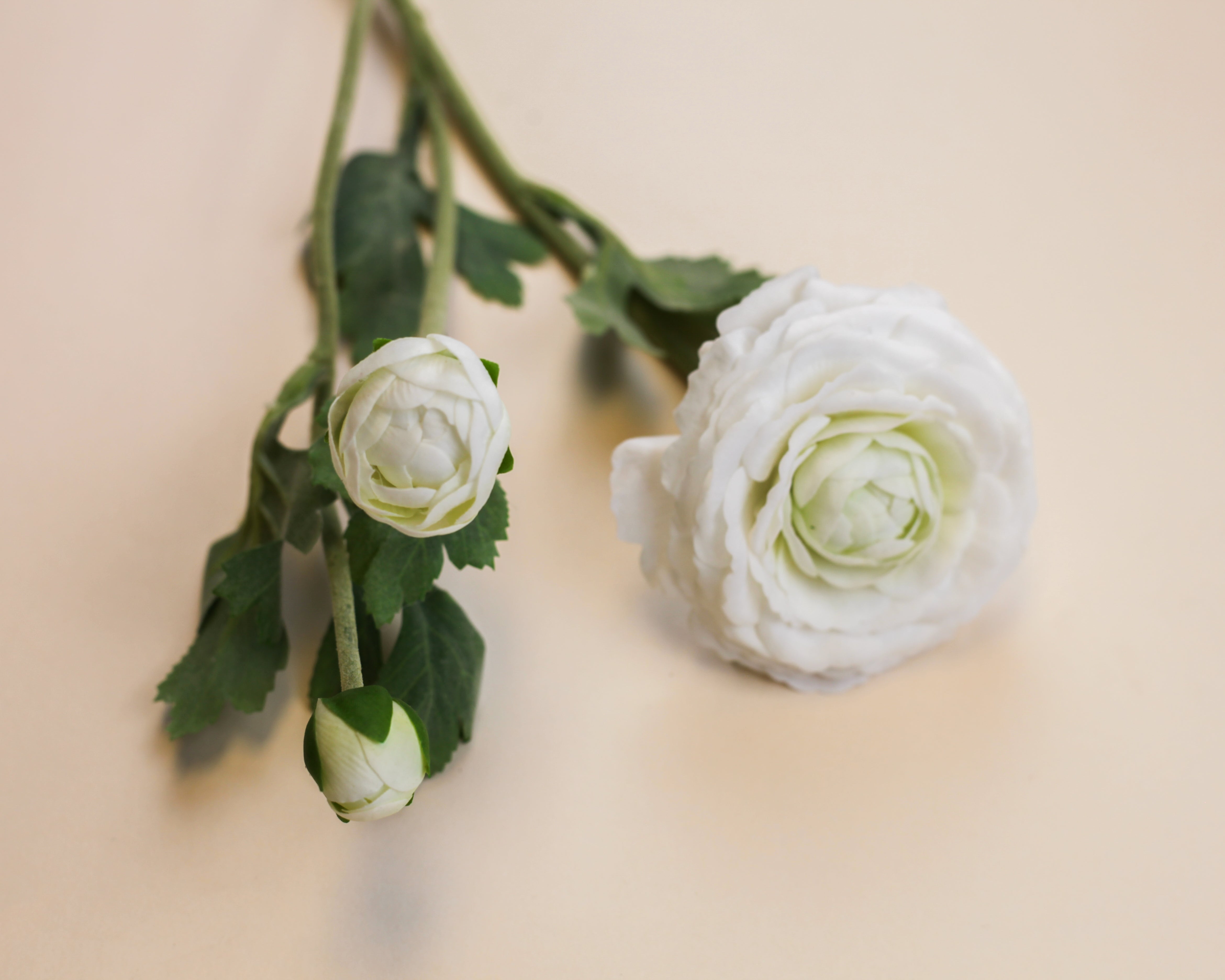 Ranunculus - White
