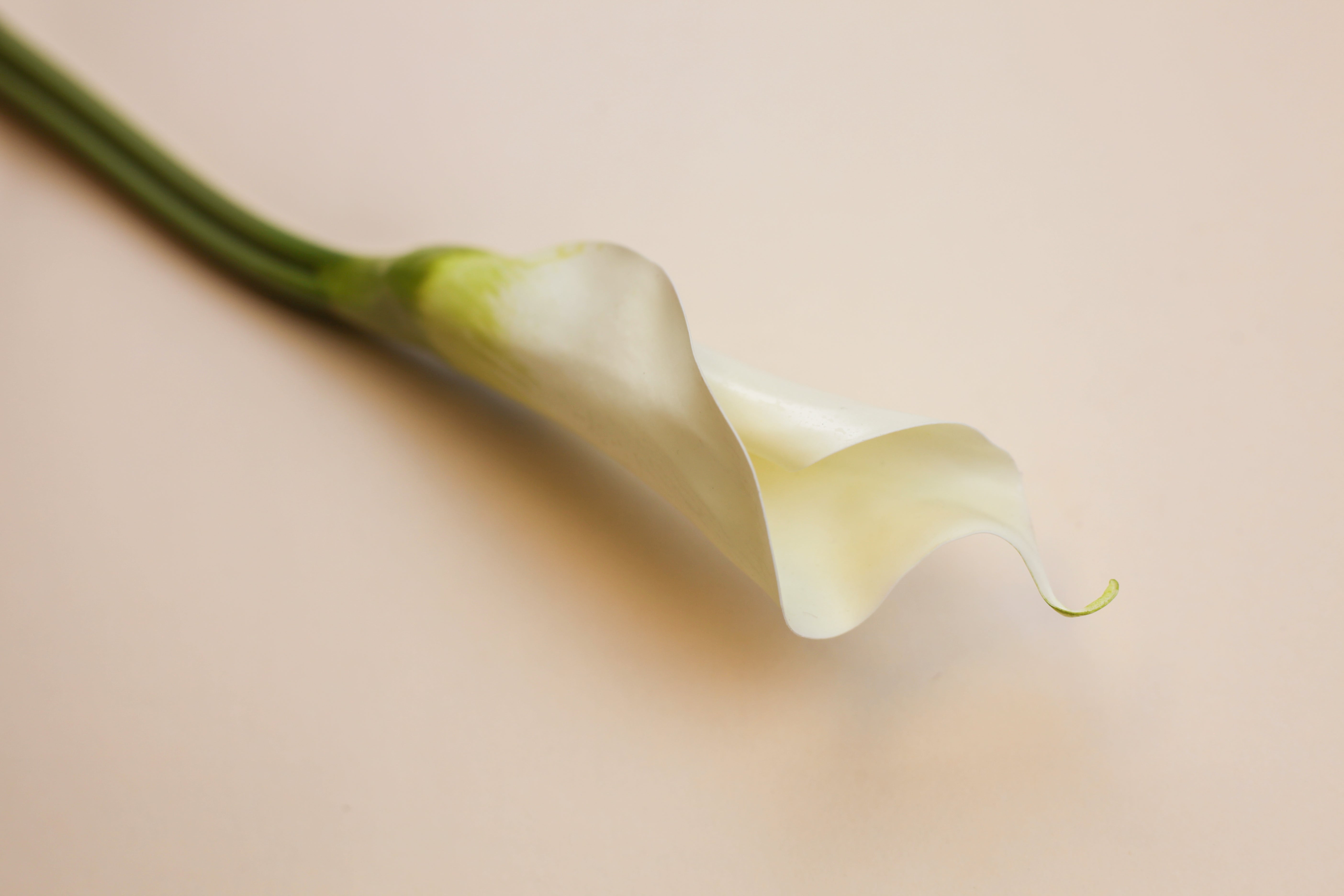 Giant Calla Lily Bud