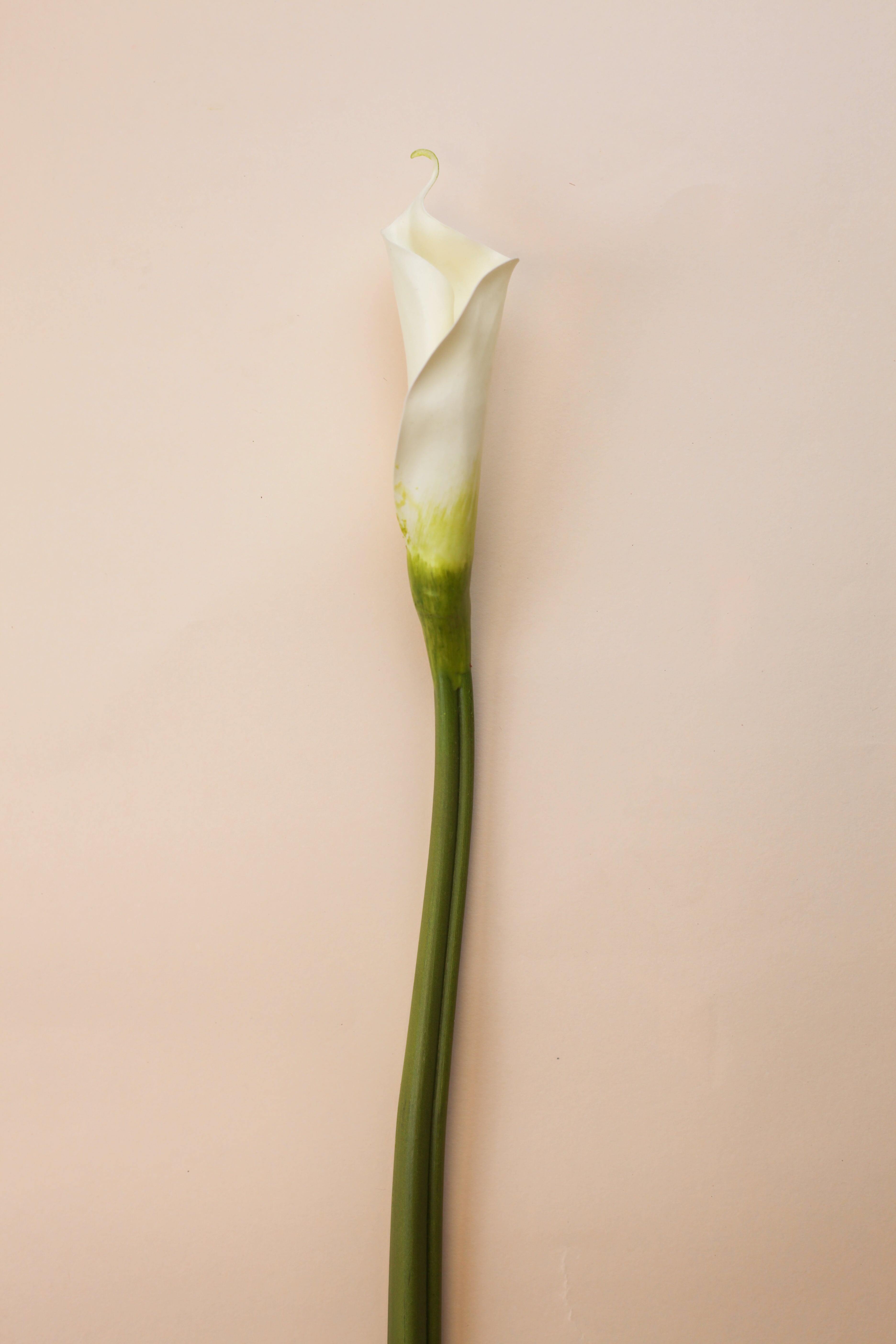 Real Touch Giant Calla Lily Bud 28"