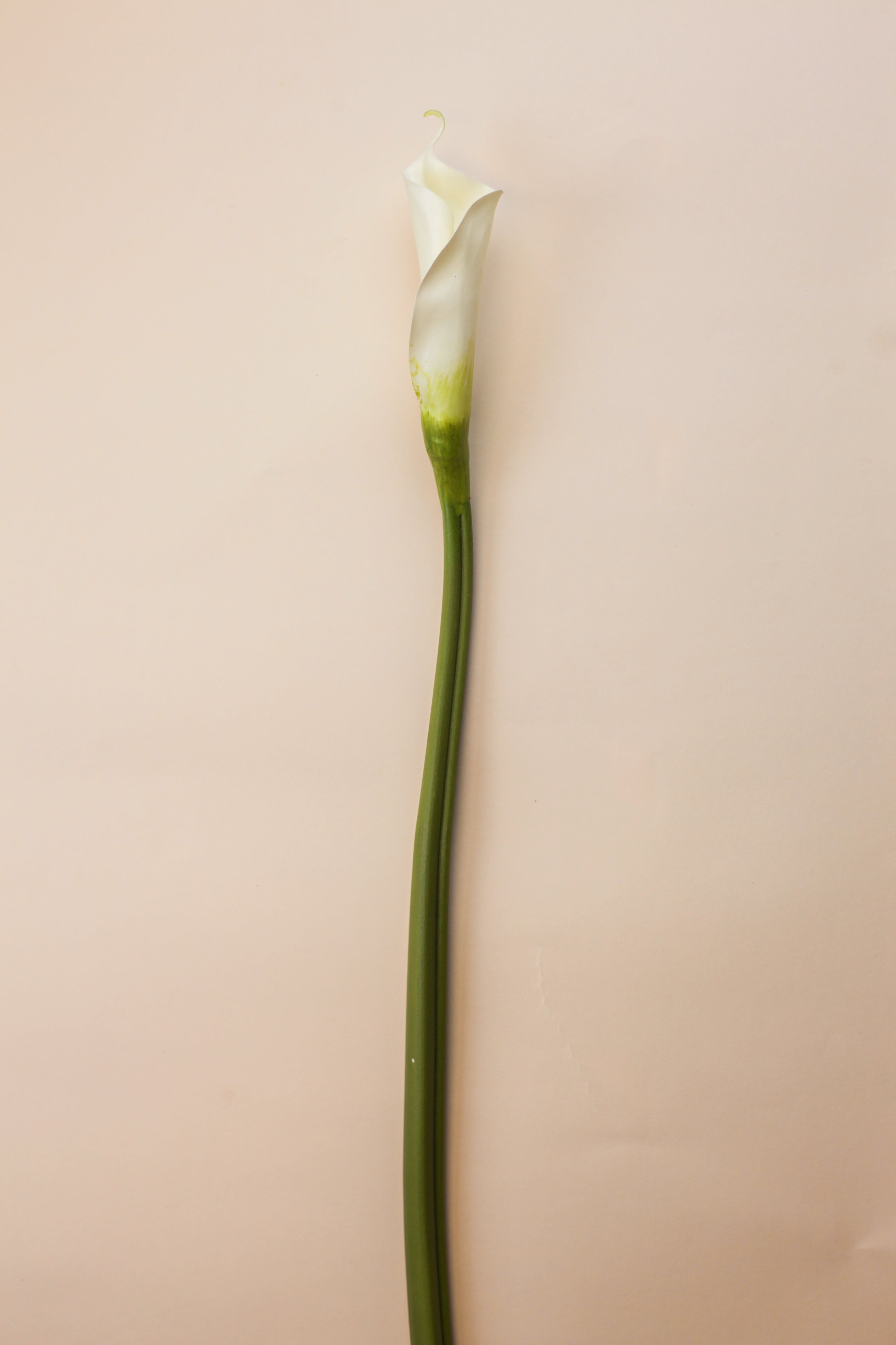 Real Touch Giant Calla Lily Bud 28"