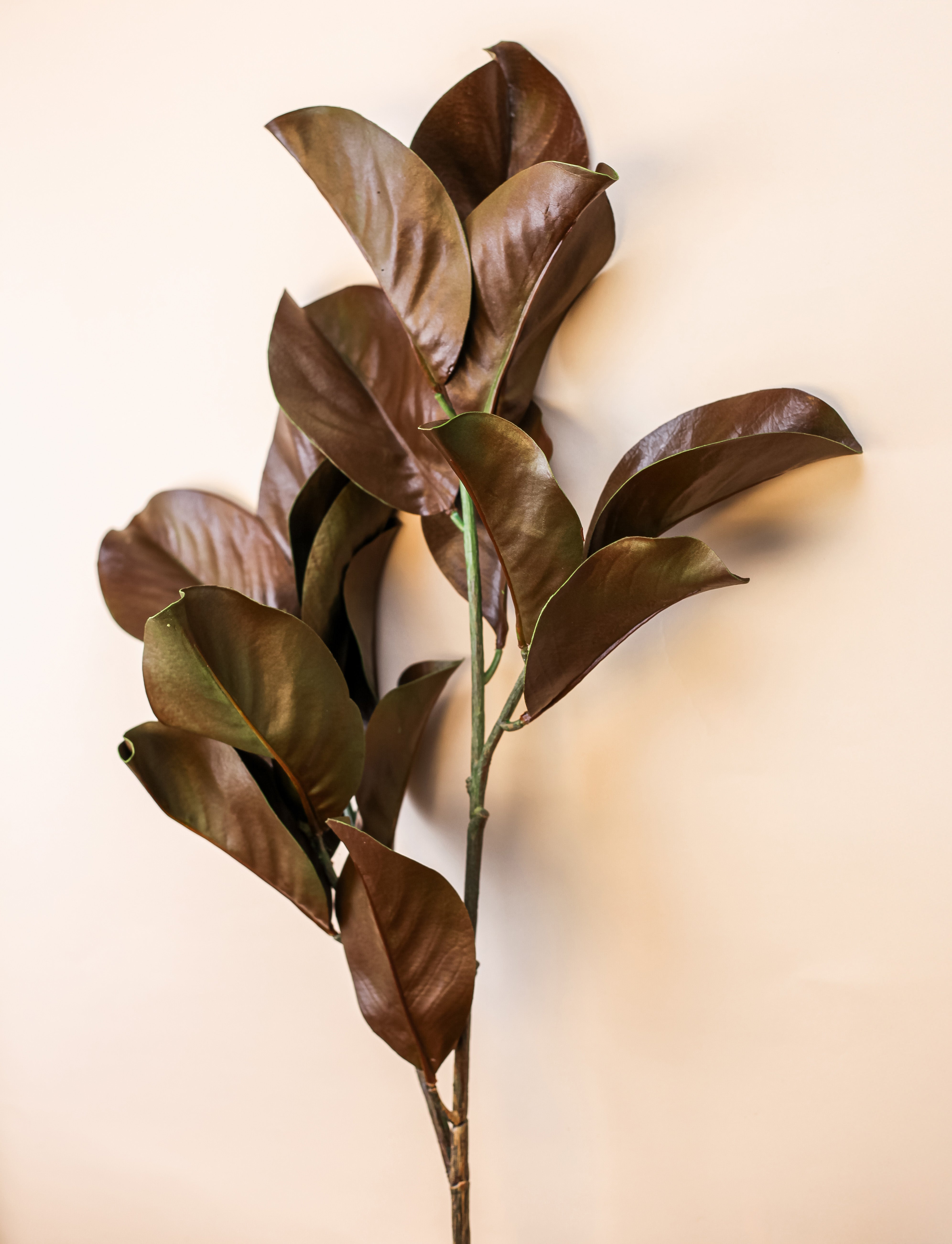 Magnolia Branch - Brown