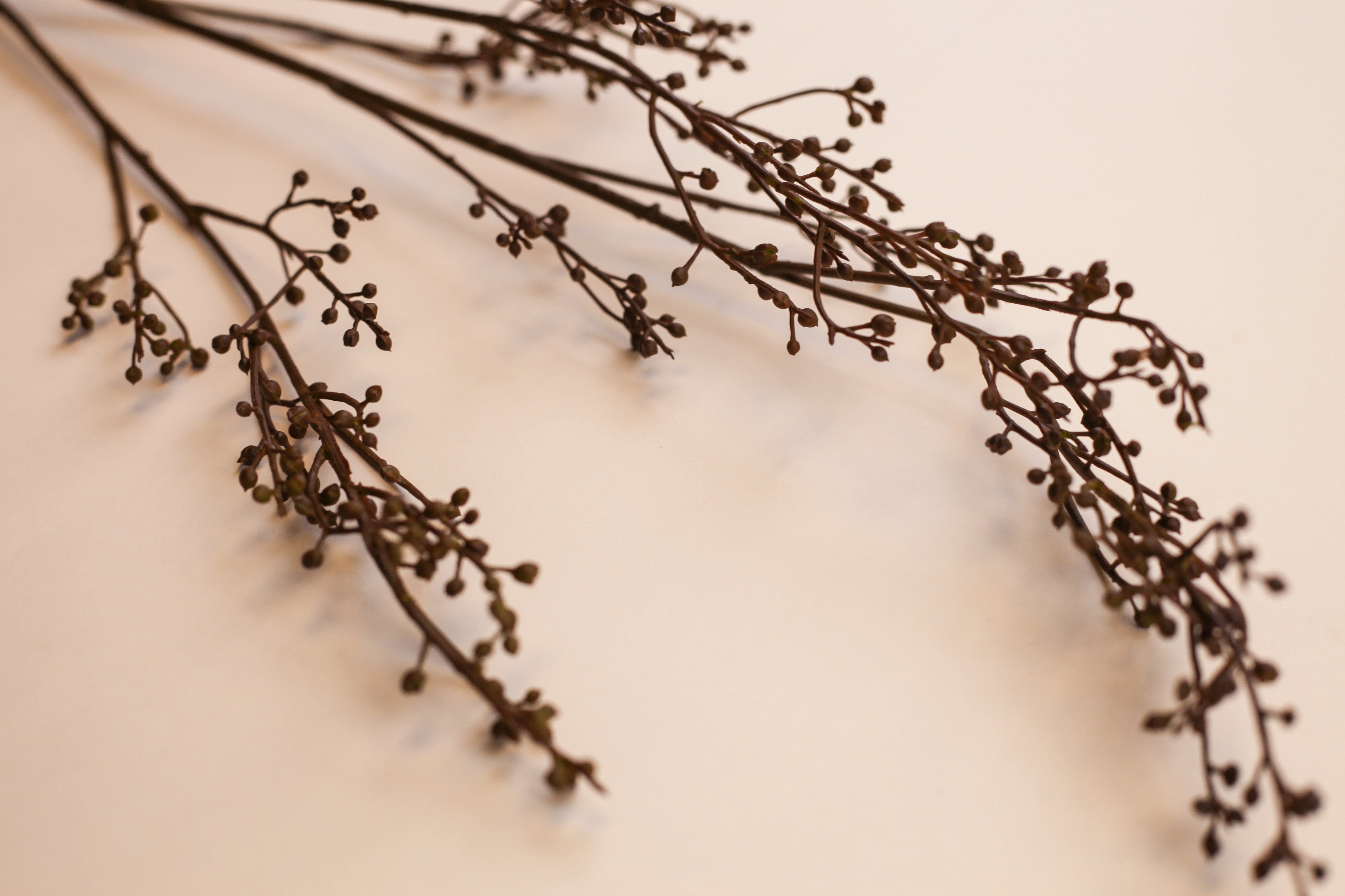 Bean Branch 40"