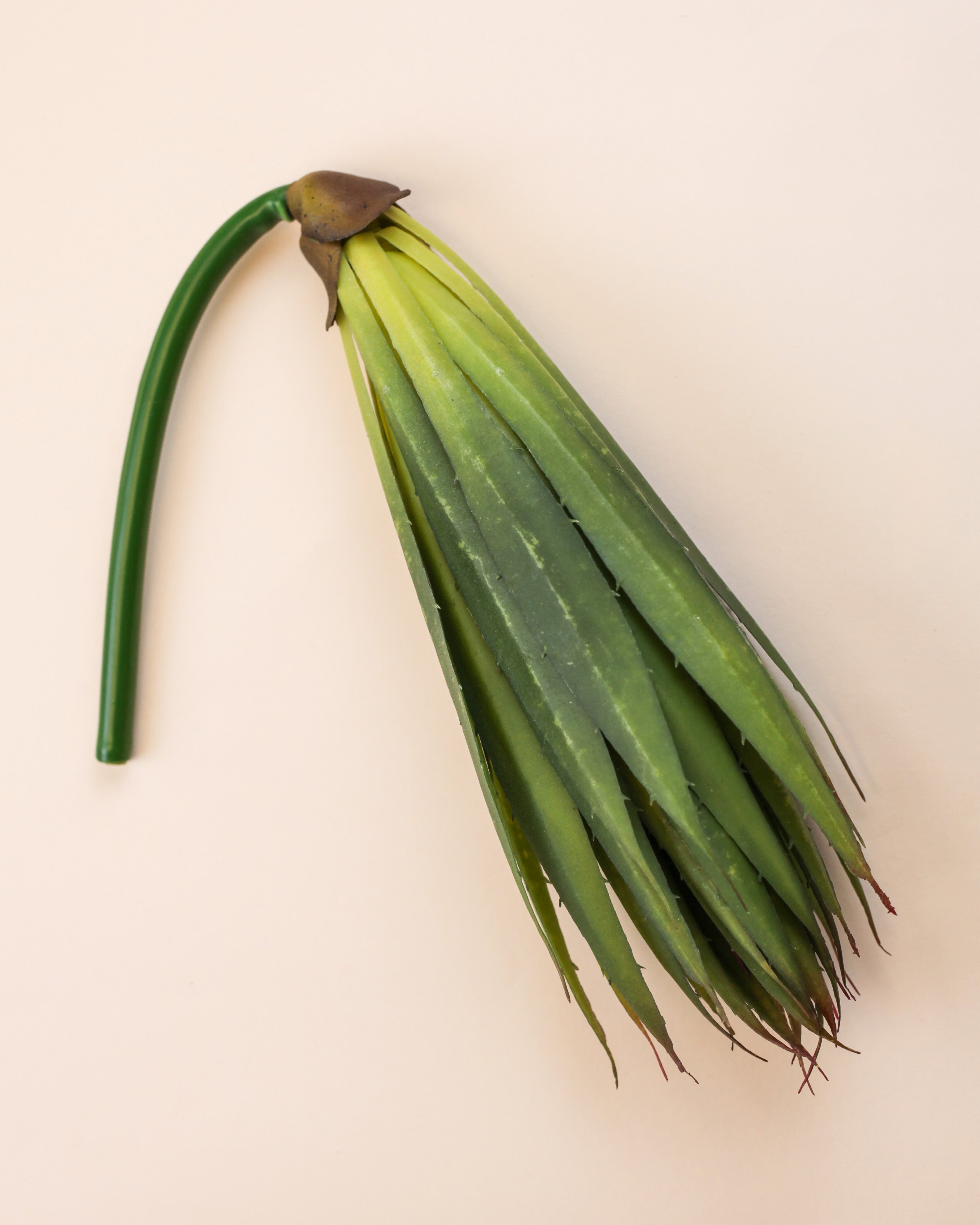 Aloe Vera Plant 18.5"
