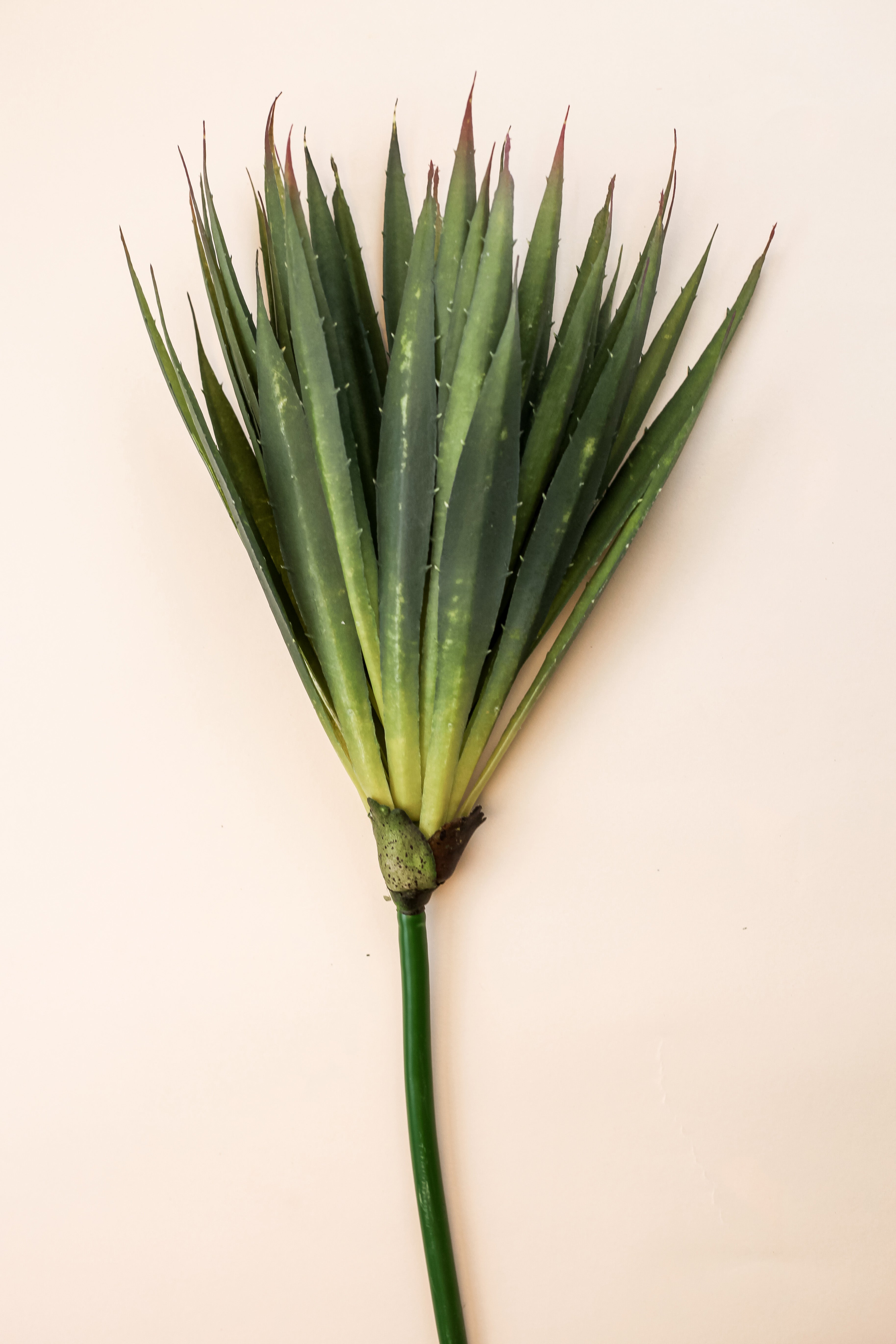Aloe Vera Plant 18.5"