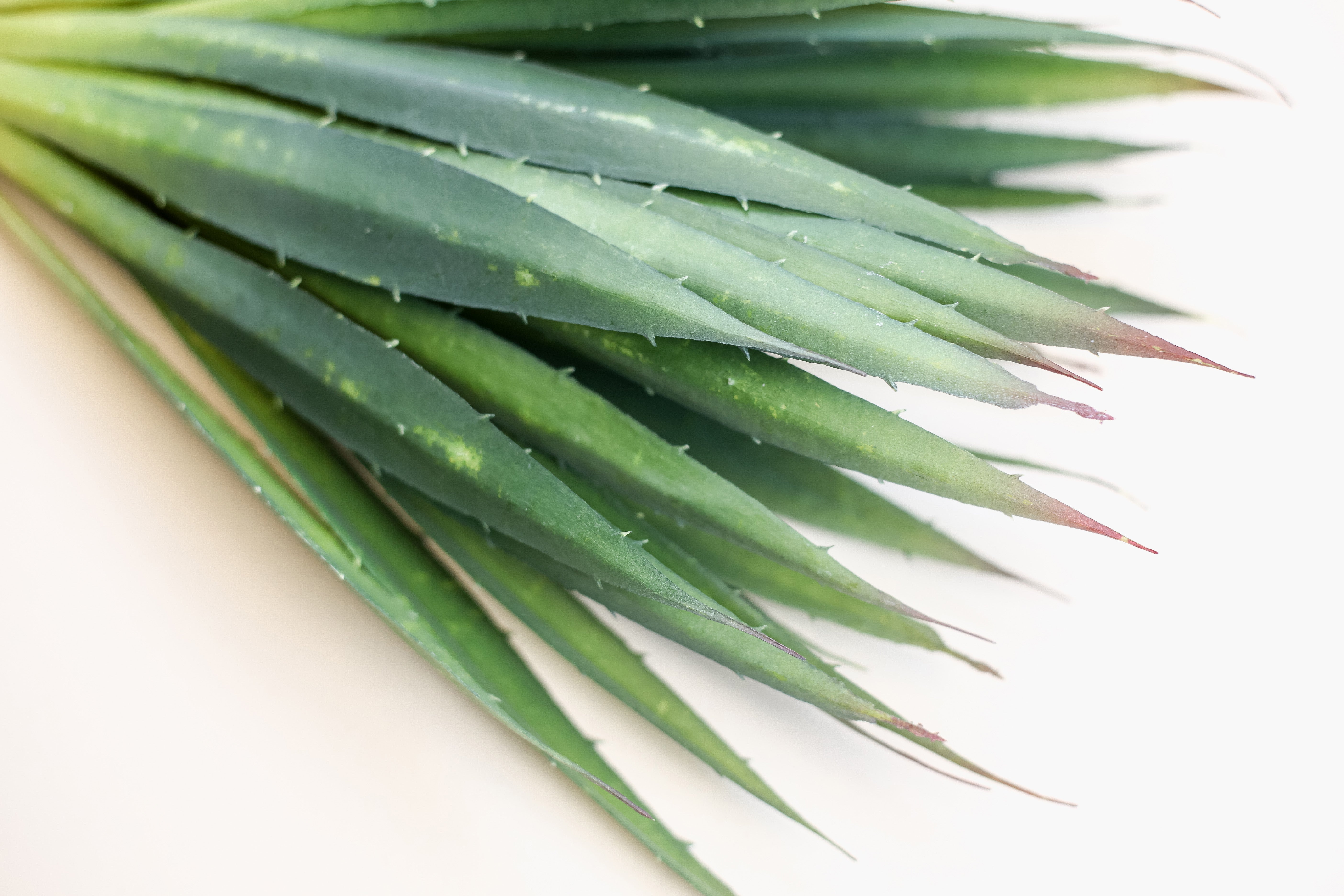 Aloe Vera Plant 18.5"
