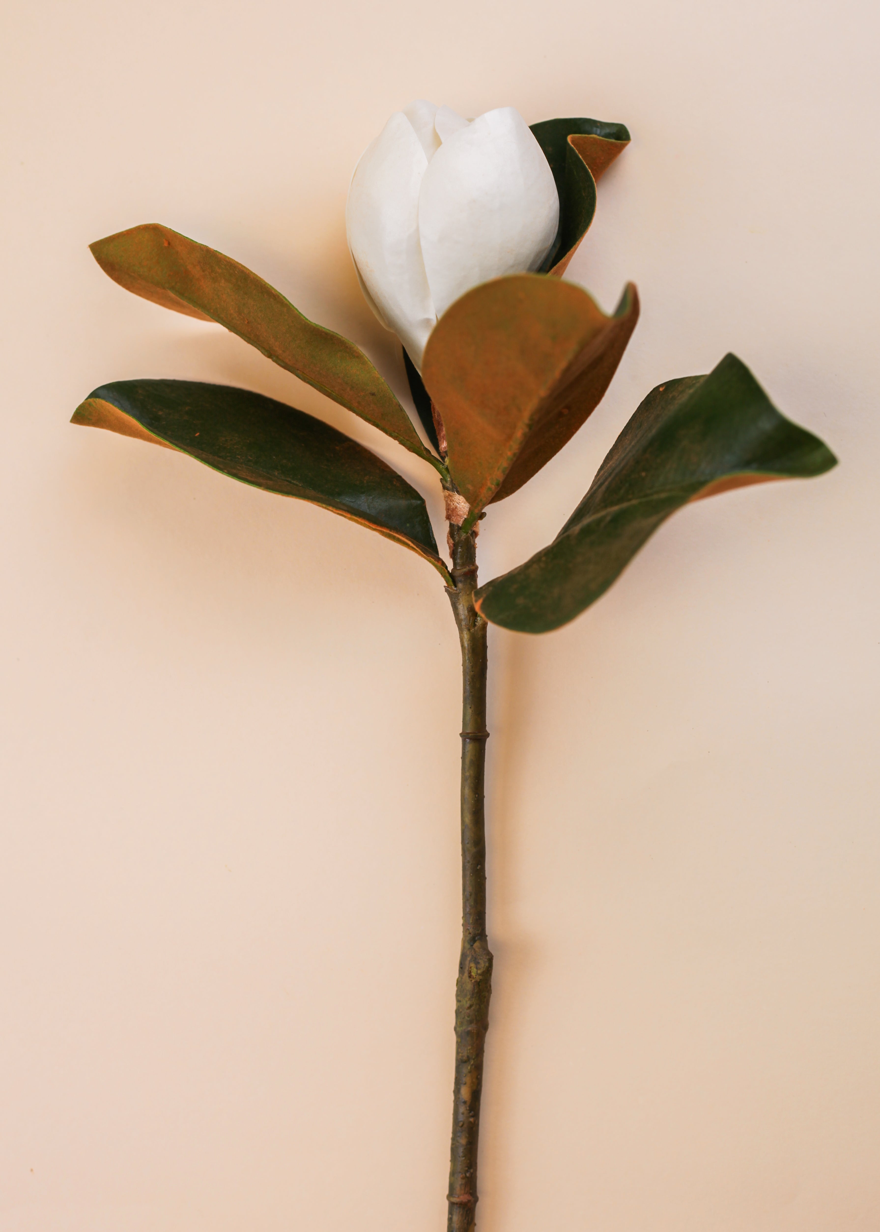 Magnolia Flower