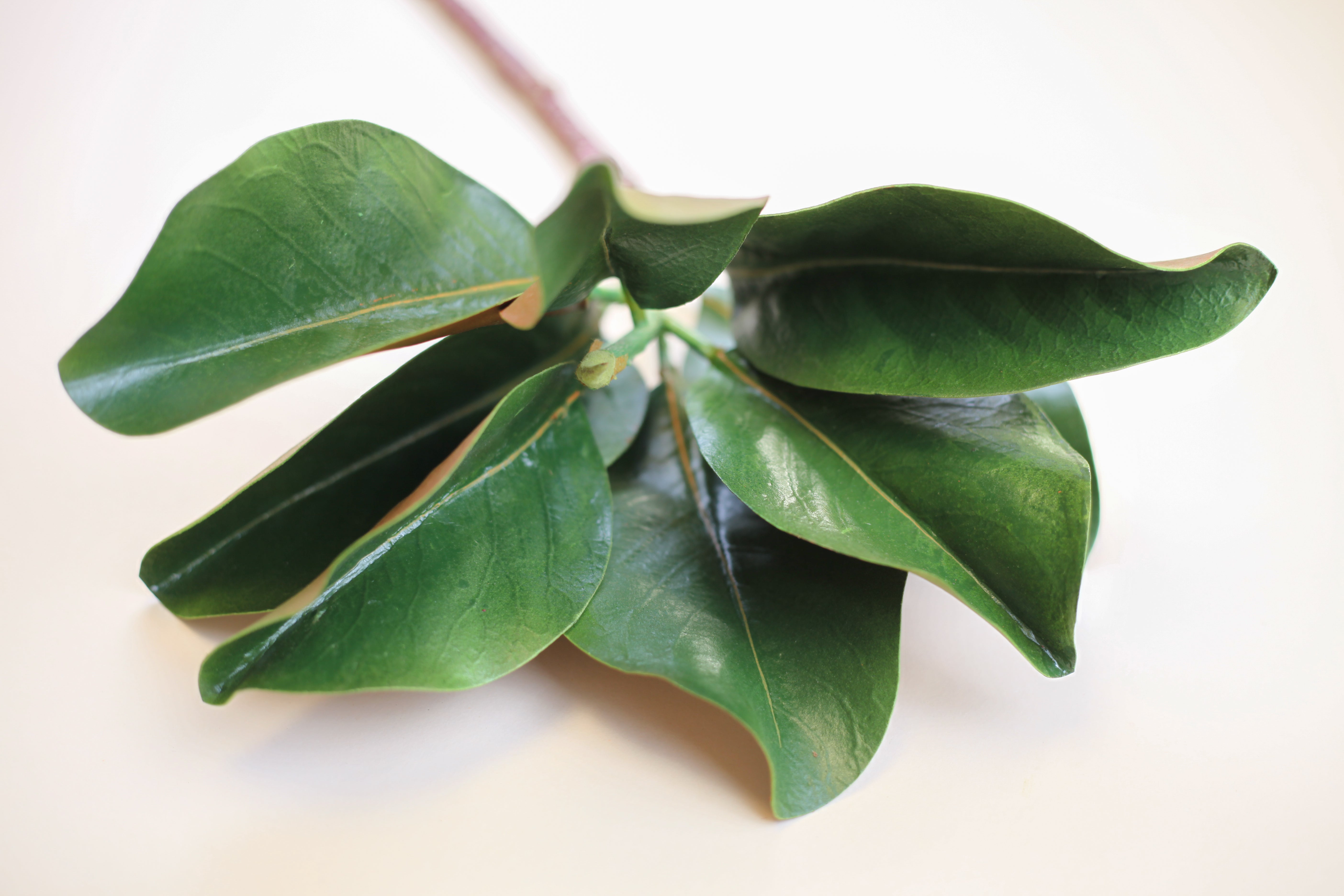 Magnolia Leaves 25"