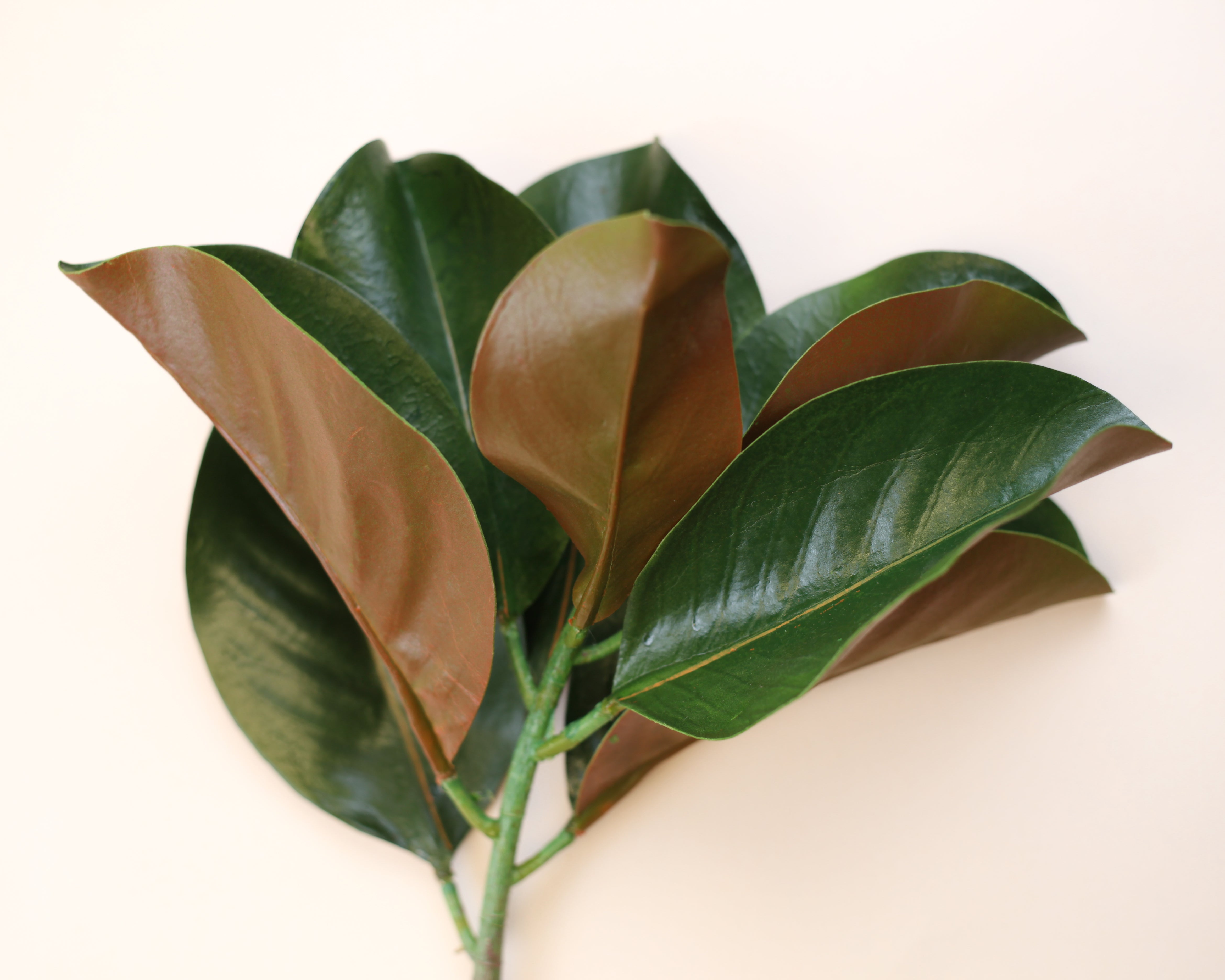 Magnolia Leaves 25"